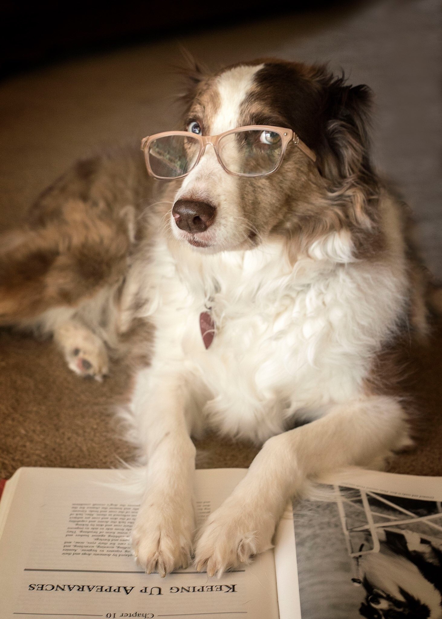 Aidi Dog, Studious canines, Peaceful library, Concentration, 1470x2050 HD Phone