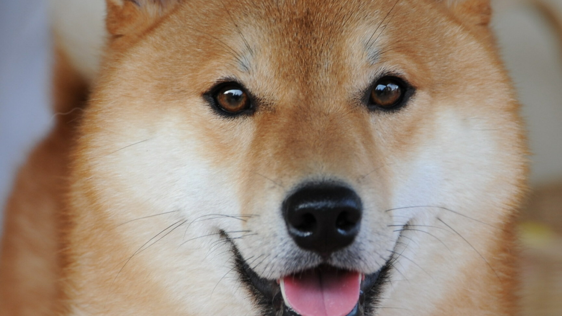 Shiba Inu: The breed naturally tend to hate to be wet or bathed. 1920x1080 Full HD Wallpaper.