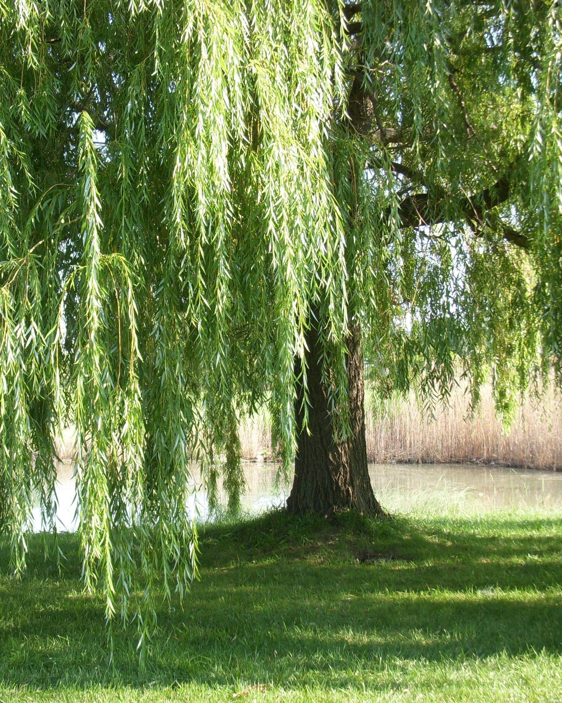 Willow Tree, Painting ideas, Artistic inspiration, Creative beauty, 1960x2450 HD Phone