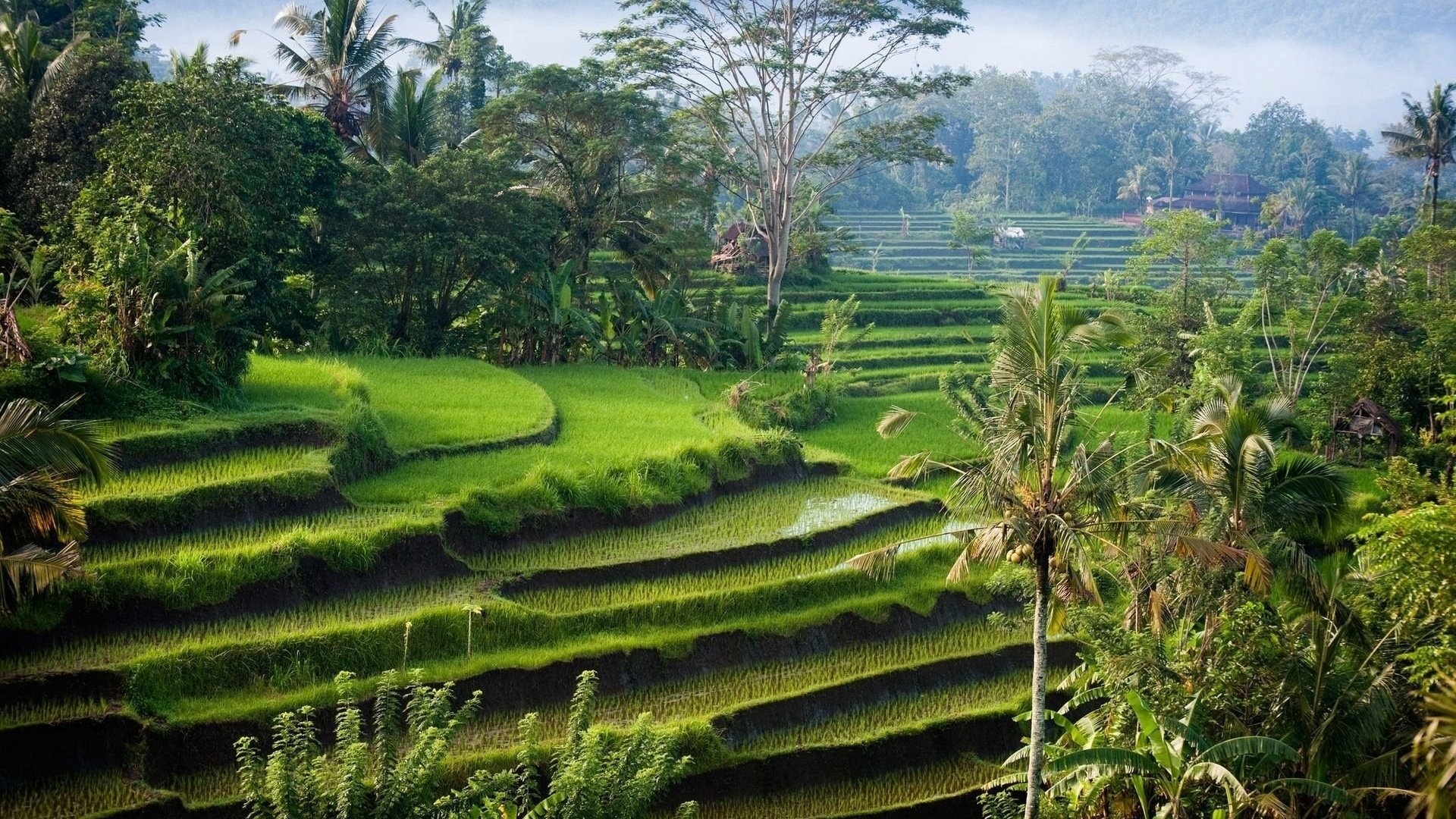 Bali Island, Rice fields, Captivating wallpapers, Indonesian beauty, 1920x1080 Full HD Desktop