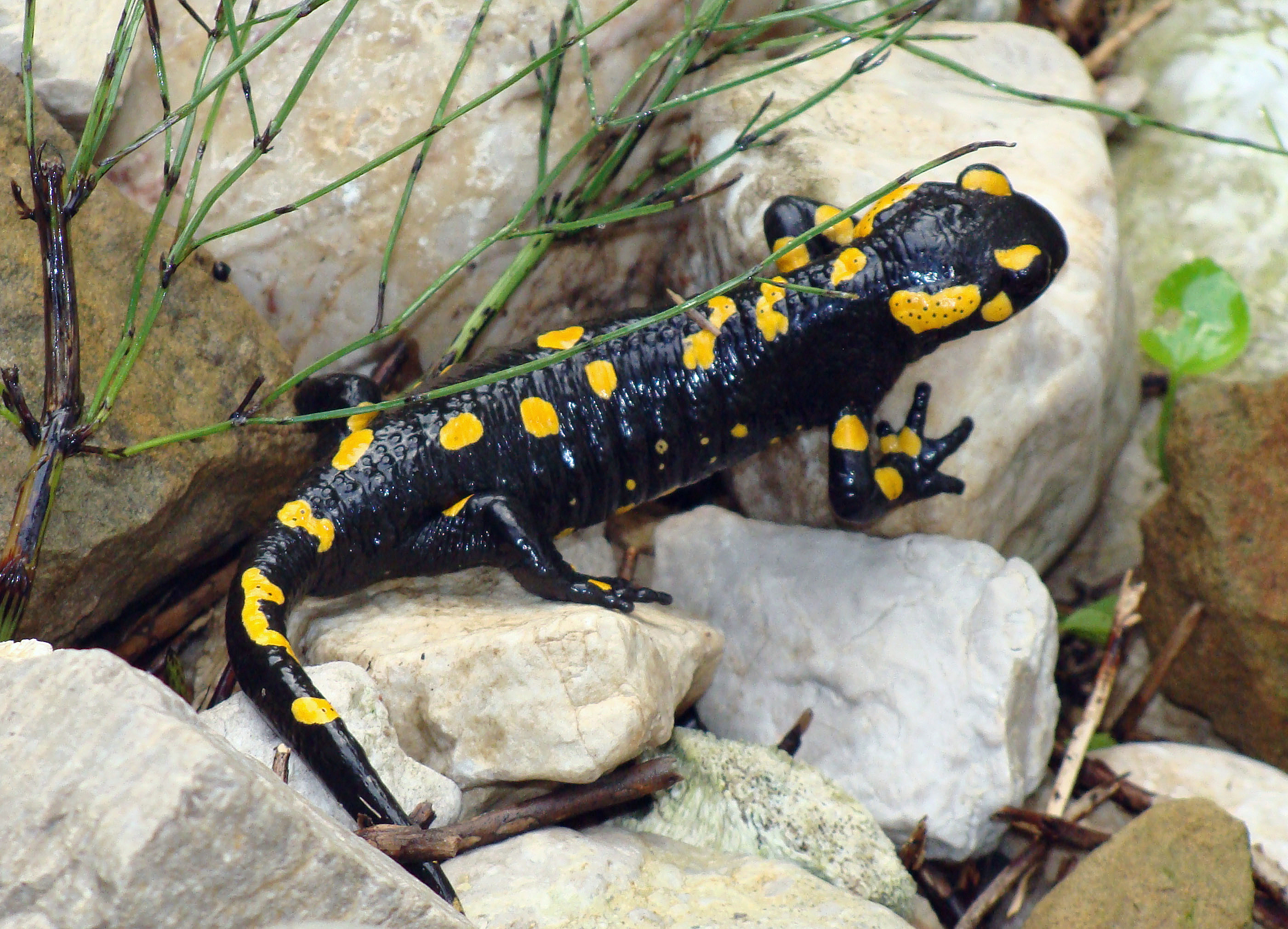 Wikimedia's salamander images, Informative salamander visuals, Nature encyclopedia, Wildlife photography, 2810x2030 HD Desktop