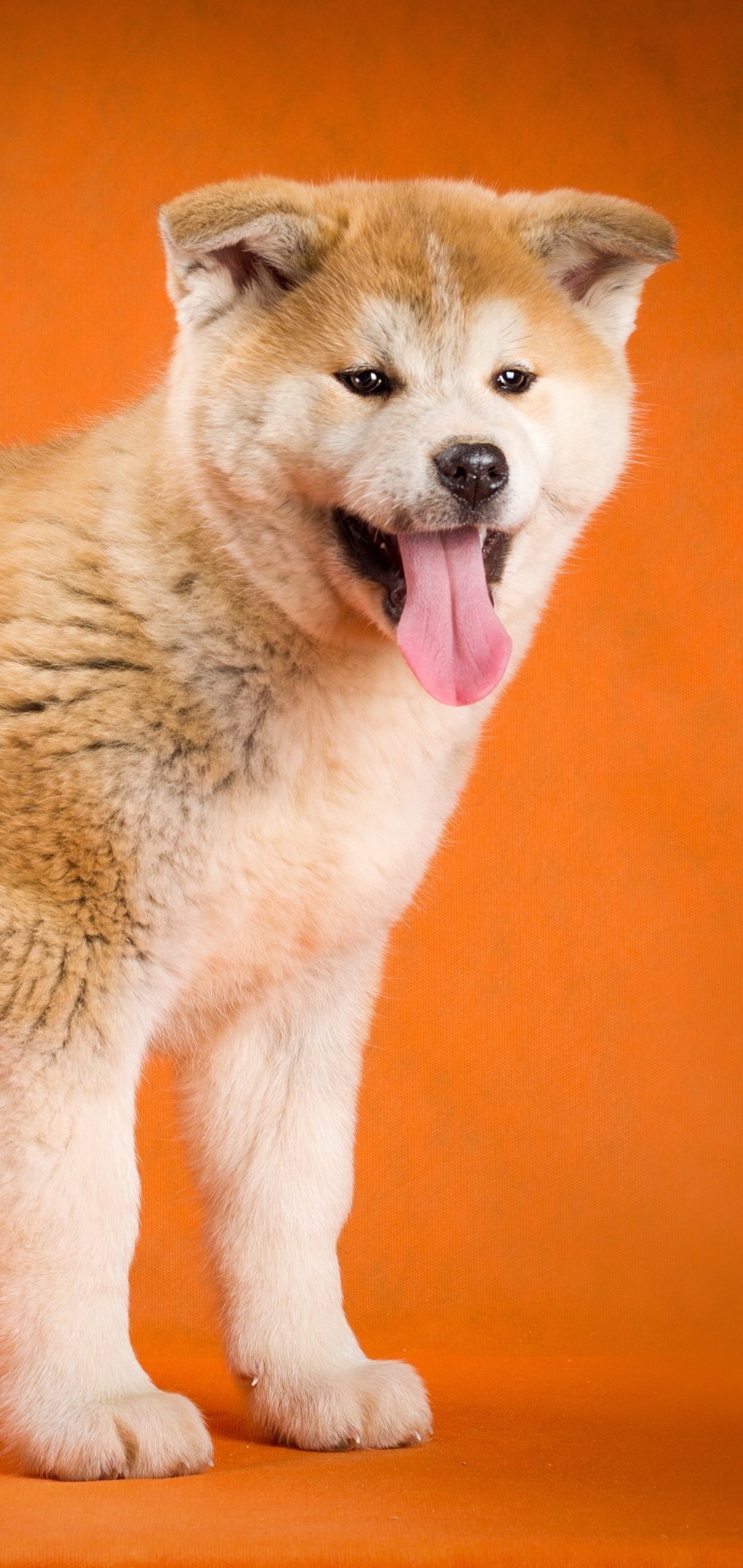 Akita characteristics, Strong-willed nature, Courageous protector, Independent temperament, 1080x2280 HD Phone