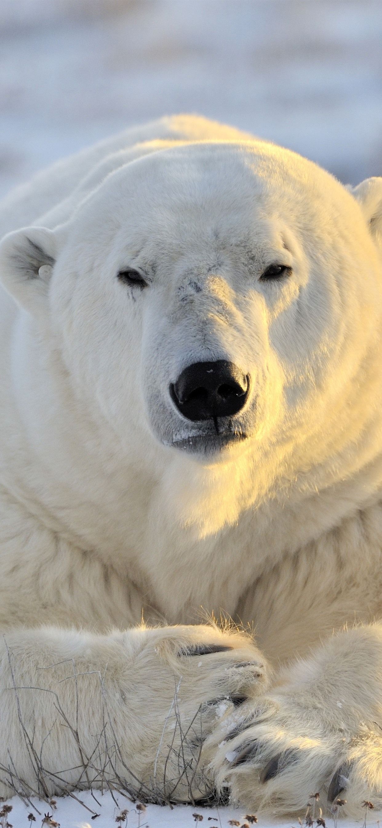 Polar-themed wallpapers, iPhone backgrounds, Arctic inspiration, Animal beauty, 1250x2690 HD Phone