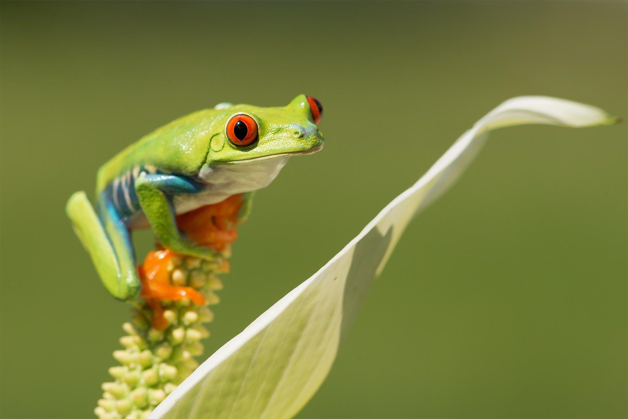 Stunning tree frogs, Remarkable red-eyed frog, Nature's wonders, Frog enthusiast, 2000x1340 HD Desktop
