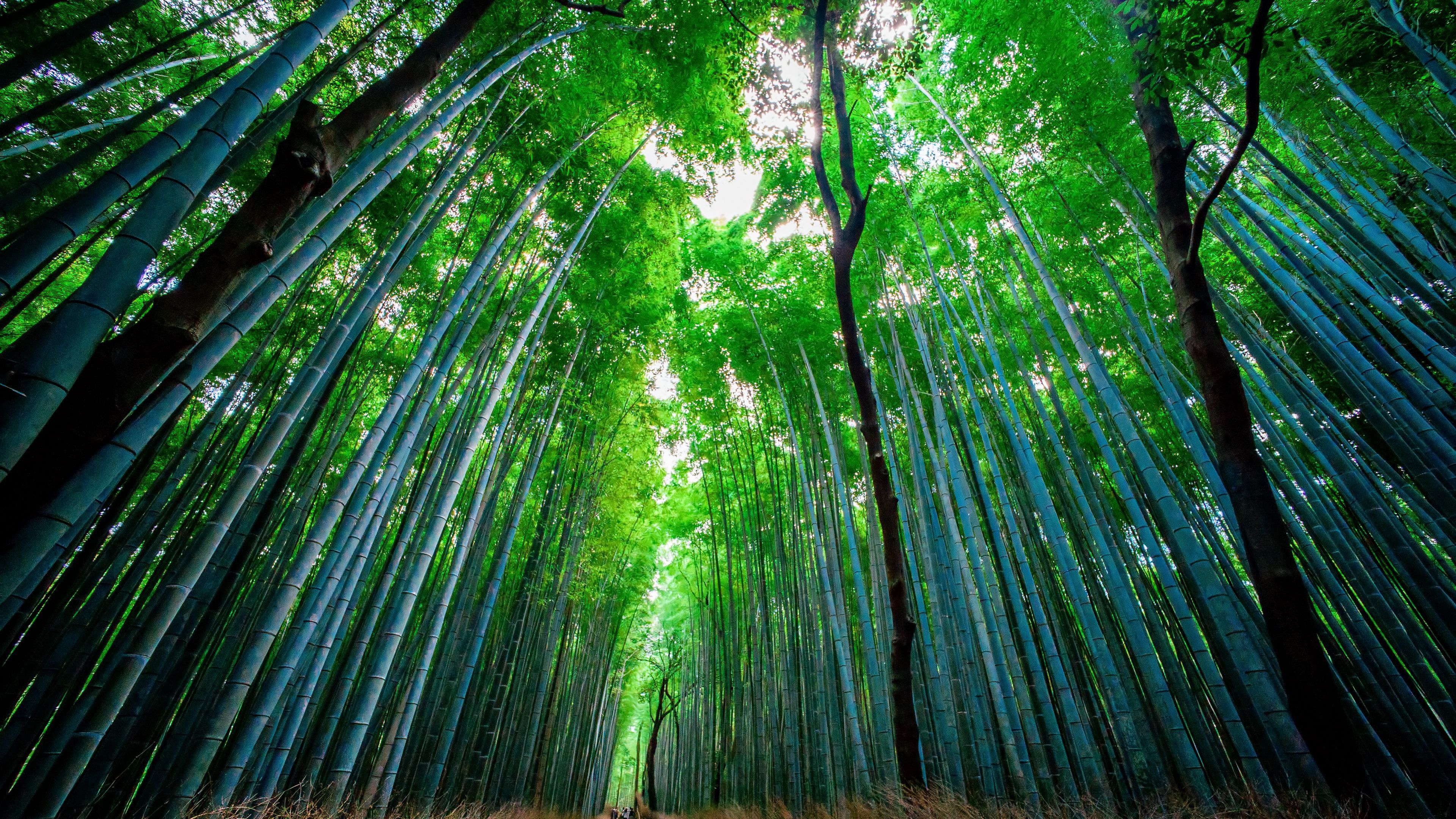 Bamboo: An arborescent grass of tropical which shoots that are used for food, Green forest. 3840x2160 4K Wallpaper.