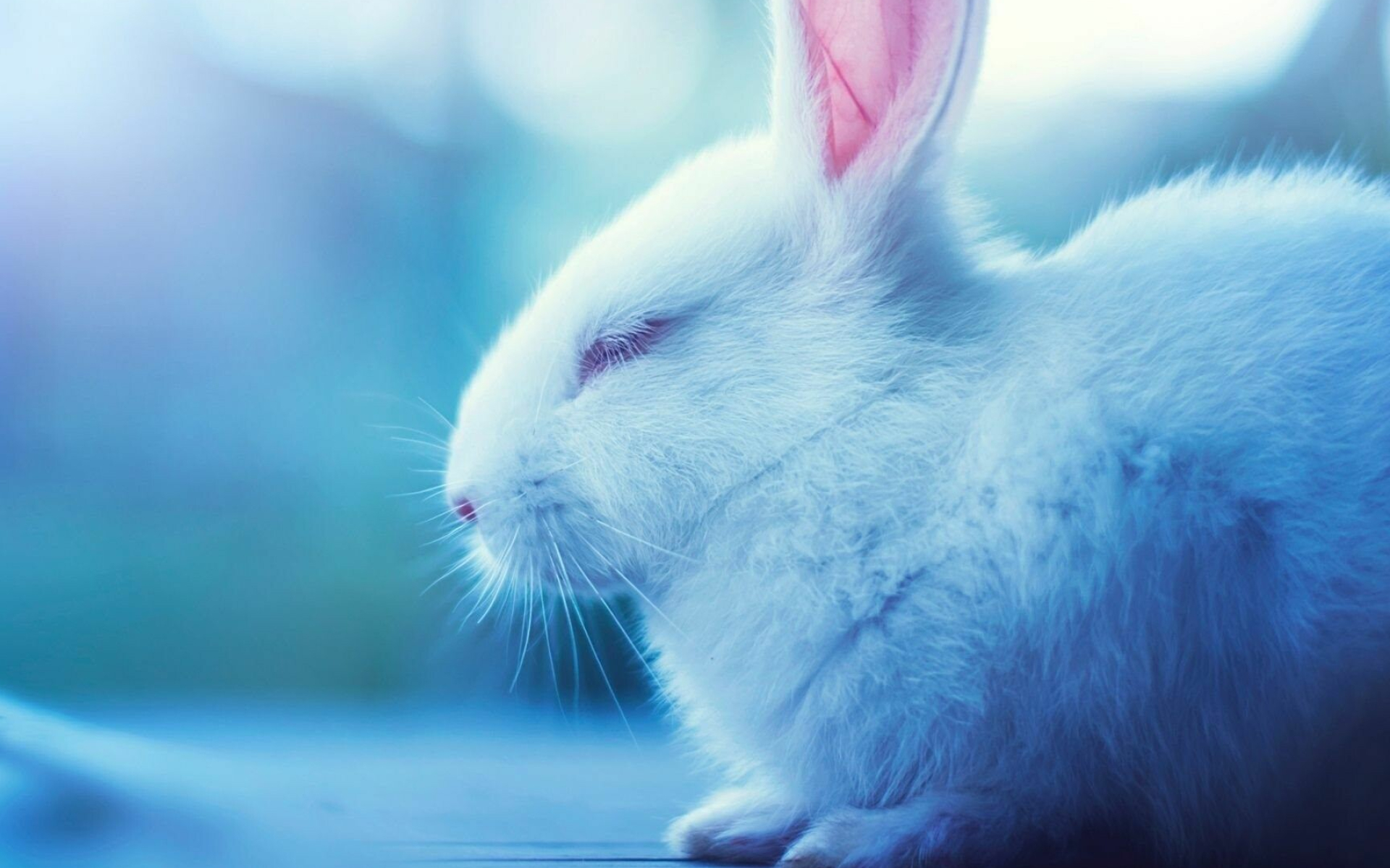 Rabbit: Bunny, Pet, A small furry animal with long ears. 1920x1200 HD Background.