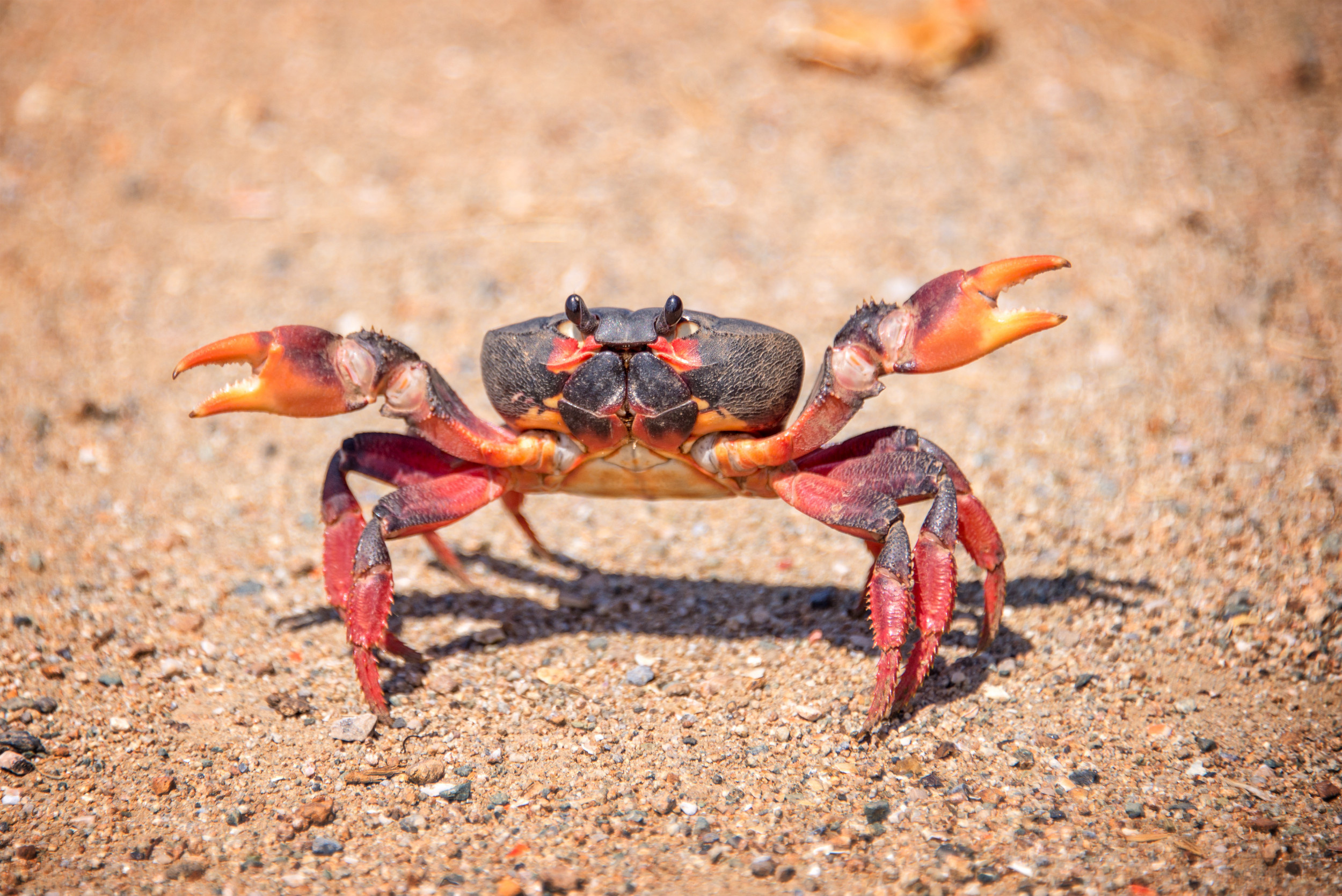 Crab: There are more than 4,500 species of them. 2500x1670 HD Wallpaper.