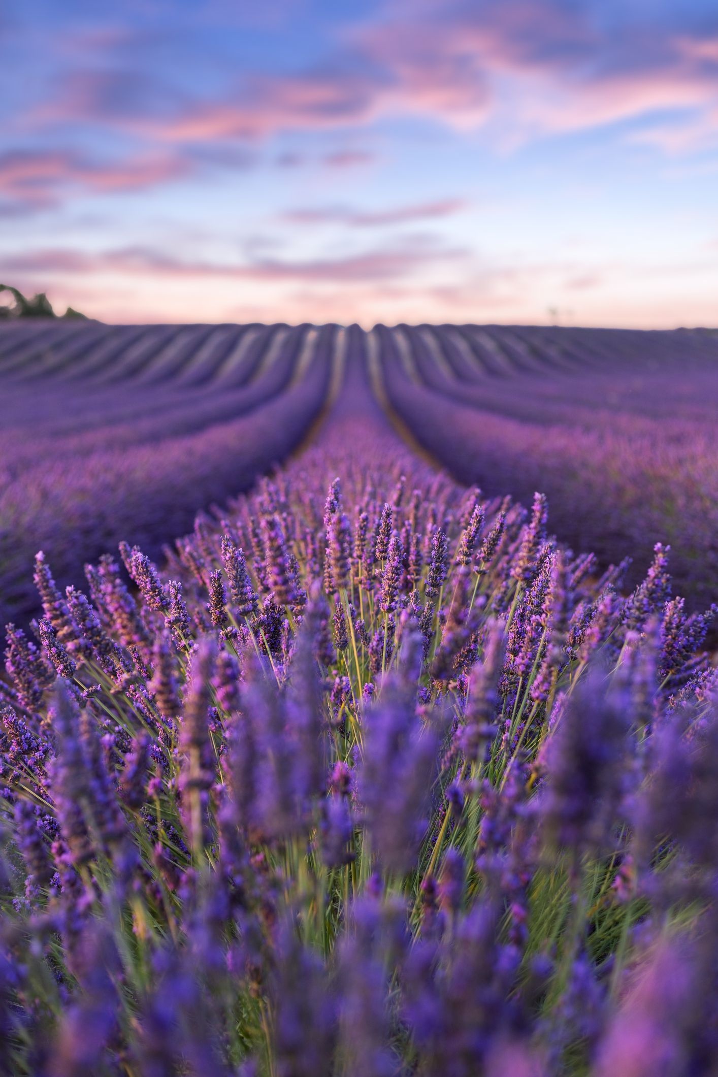 Lavender fields, Provence beauty, Field wallpaper, Nature's charm, 1420x2130 HD Phone