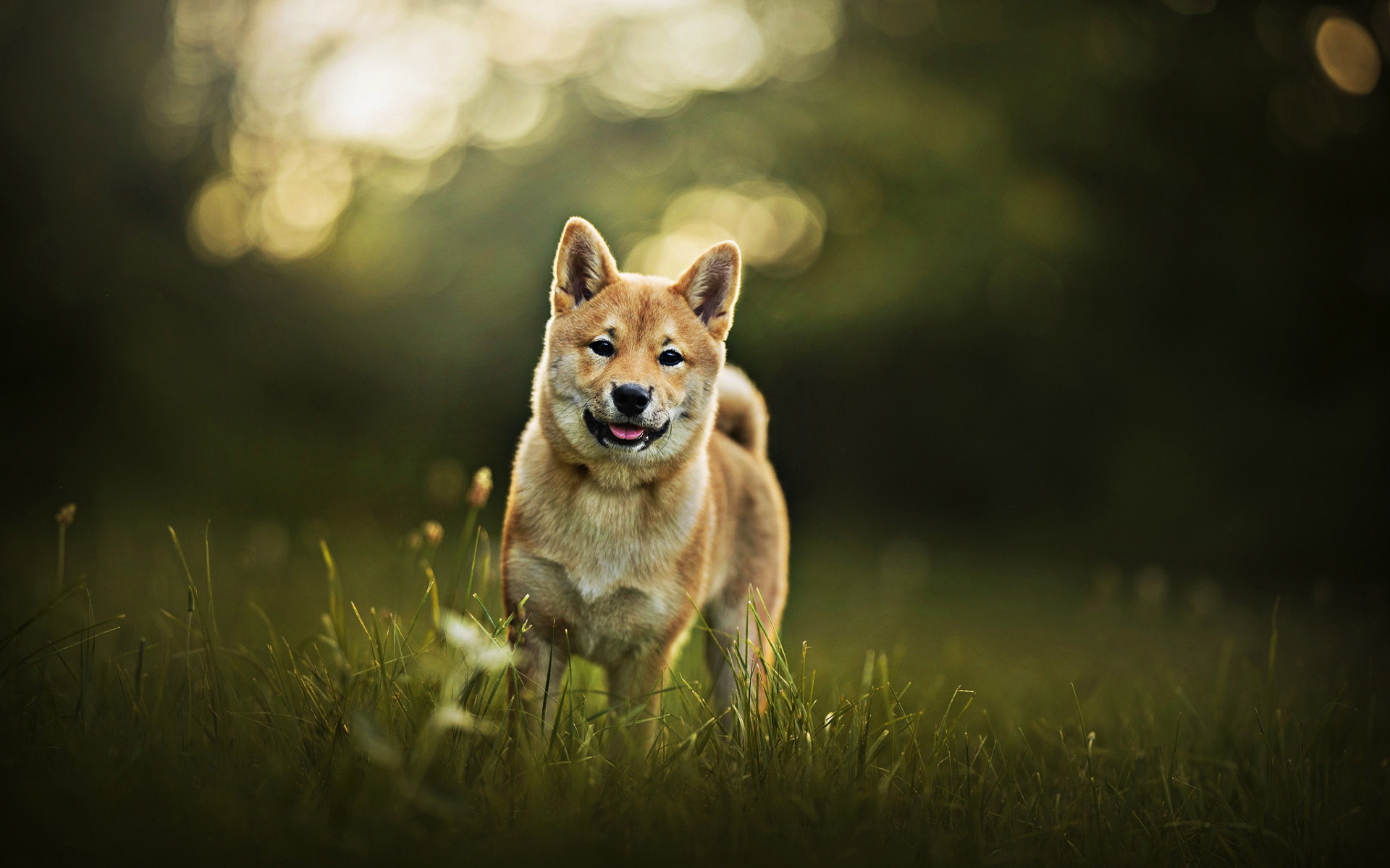 Akita inu dog, walk pets, summer, cute animals, 1920x1200 HD Desktop