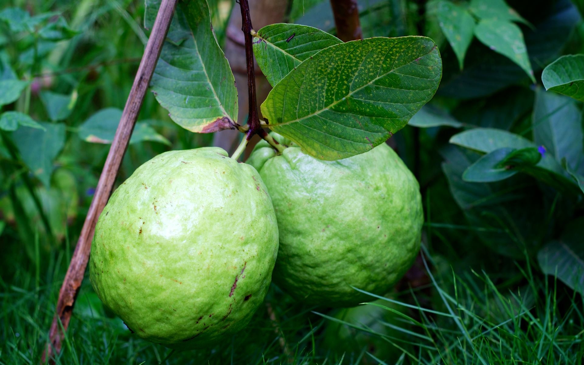Guava: Small tropical tree or shrub of the family Myrtaceae, cultivated for its edible fruits. 1920x1200 HD Wallpaper.