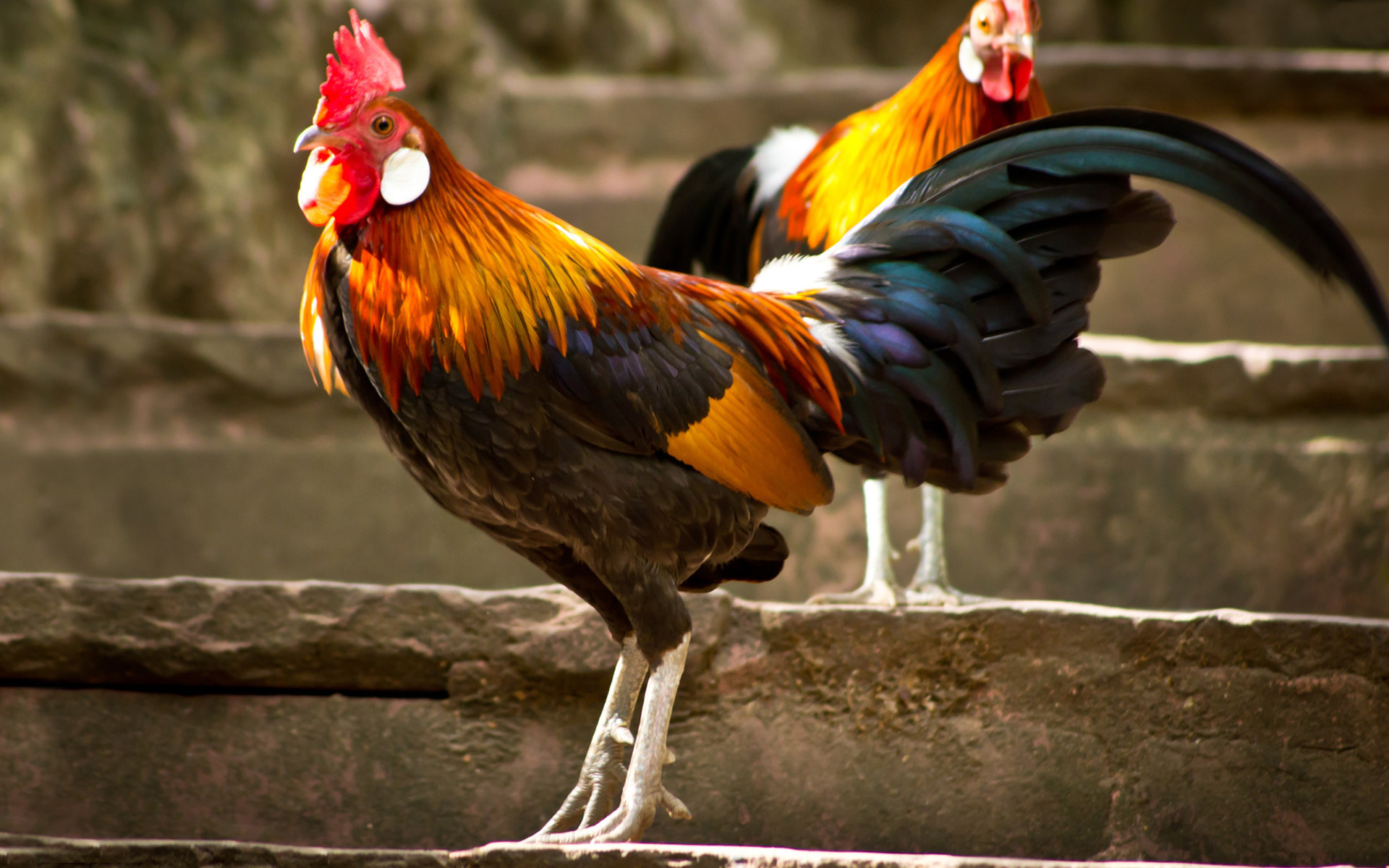 Chicken rooster hen wallpaper, Feathered trio, Barnyard charm, Farmyard beauty, 1920x1200 HD Desktop