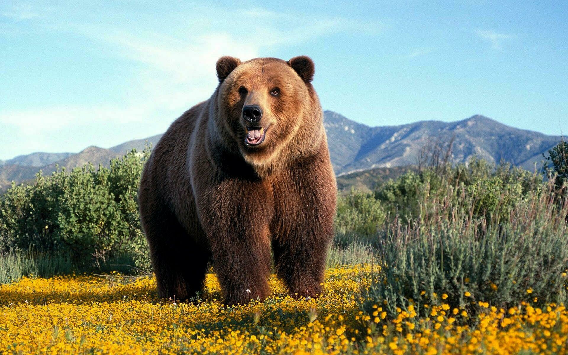 Bear: Grizzly, A massive animal with humped shoulders and an elevated forehead. 1920x1200 HD Wallpaper.