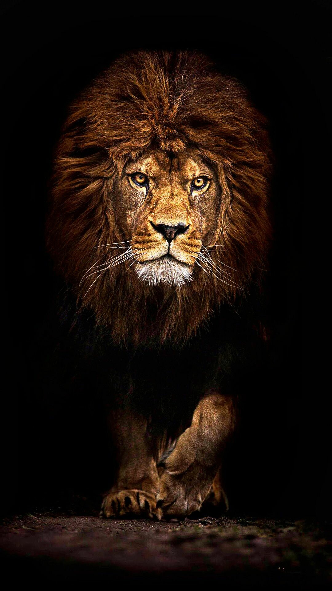 Lion: The length and color of a lion's mane is likely determined by age, genetics, and hormones. 1080x1920 Full HD Background.