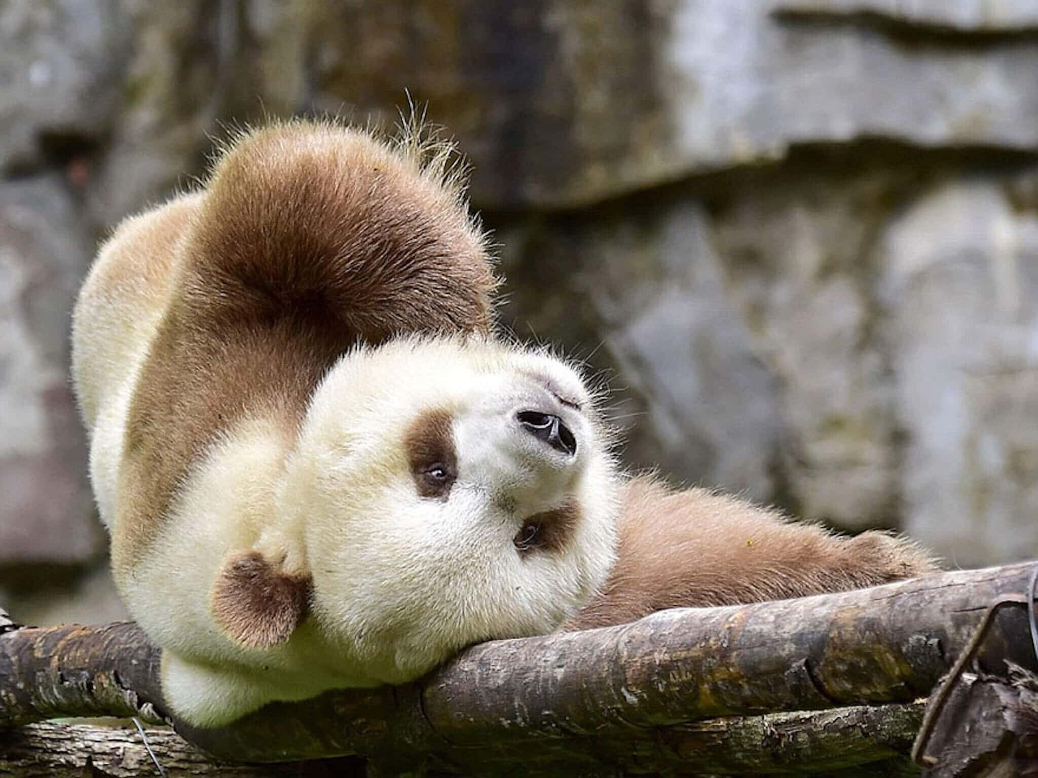 Panda: Ailuropoda melanoleuca qinlingensis, Differs by its dark brown and light brown fur. 2050x1540 HD Background.