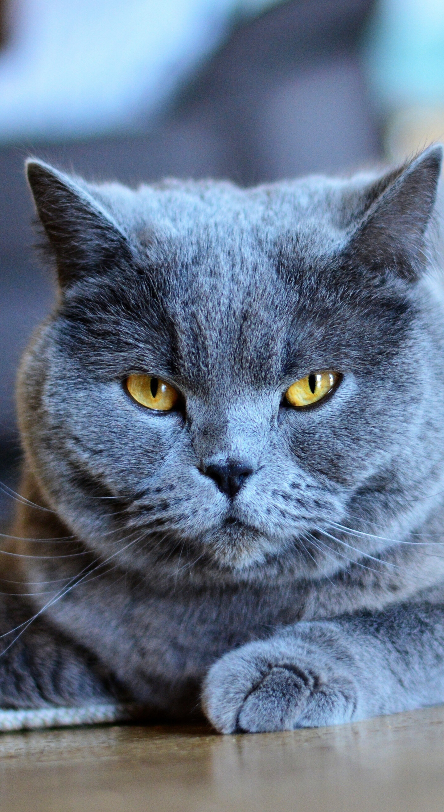 British Cat: An easygoing and dignified breed, not as active and playful as many, but sweet-natured and devoted to their owners, making them a favorite of animal trainers. 1440x2630 HD Background.