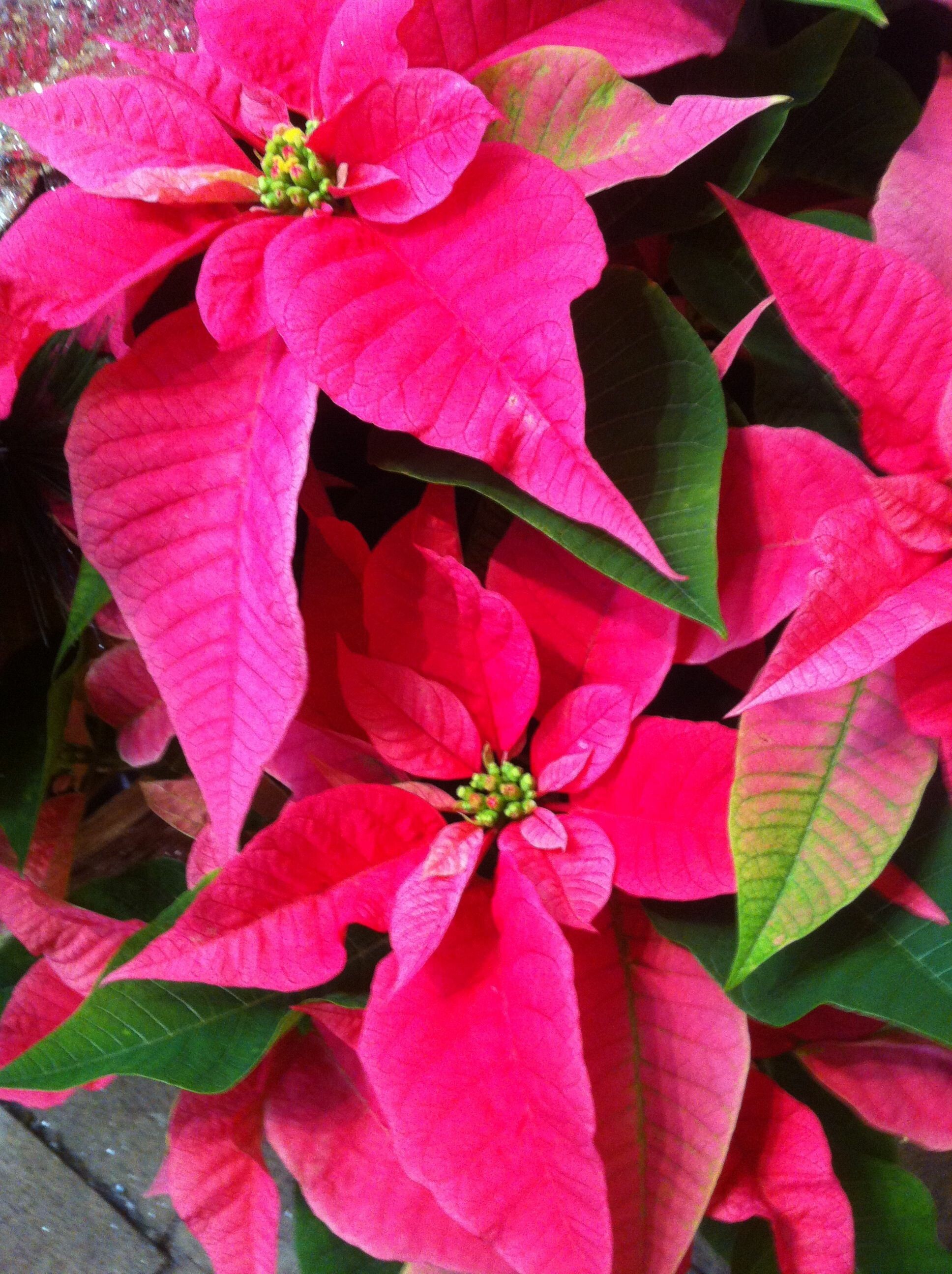 Poinsettia: Christmas plants, Winter flowers, Pacific-facing slopes. 1940x2600 HD Wallpaper.