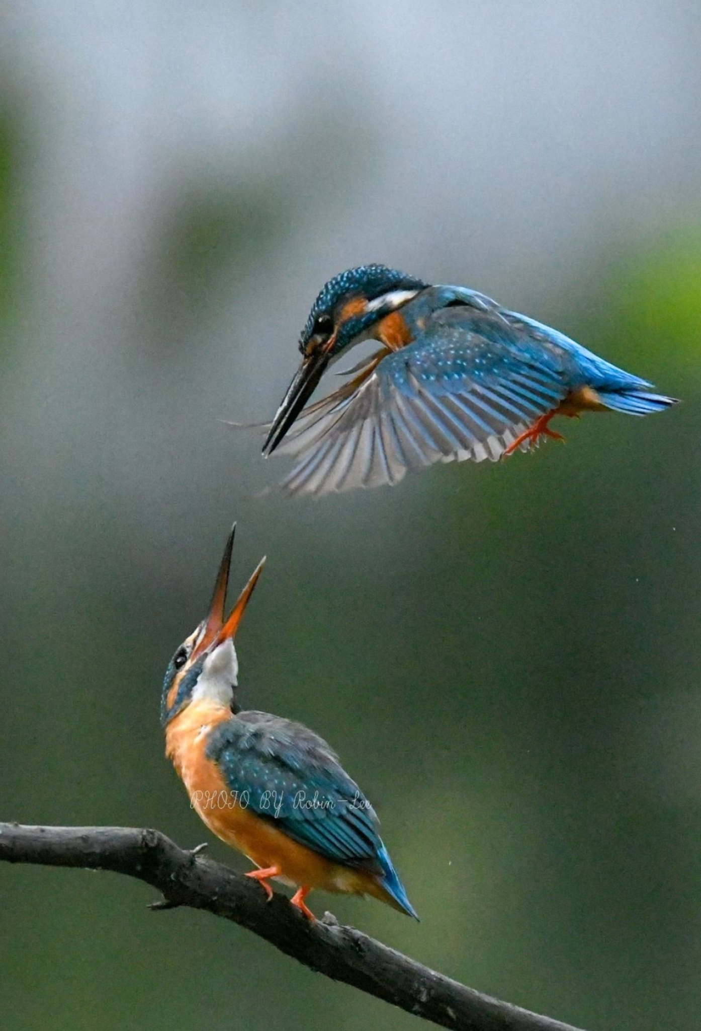 Kingfisher, Nature's beauty, Captivating bird, Serene moments, 1400x2050 HD Phone