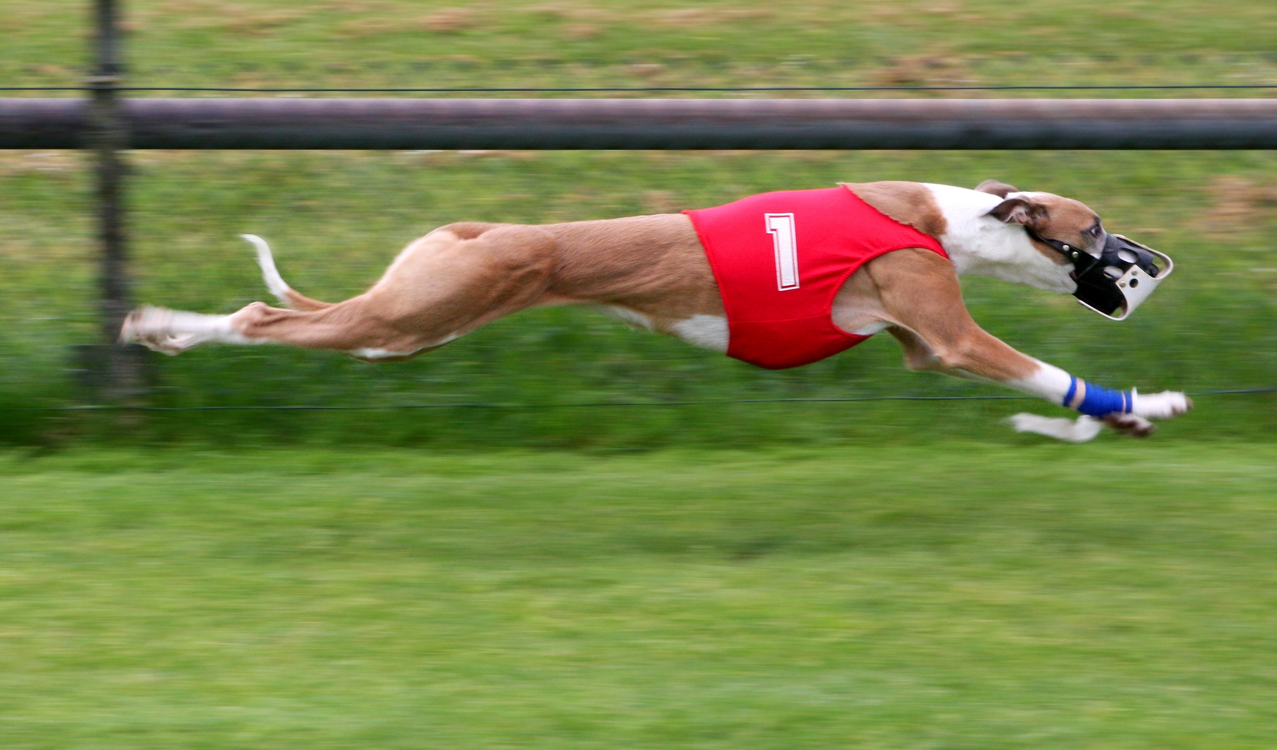 Dog Sports: Greyhound Sighthound Breed, Run Sport, American Kennel Club. 2600x1530 HD Background.