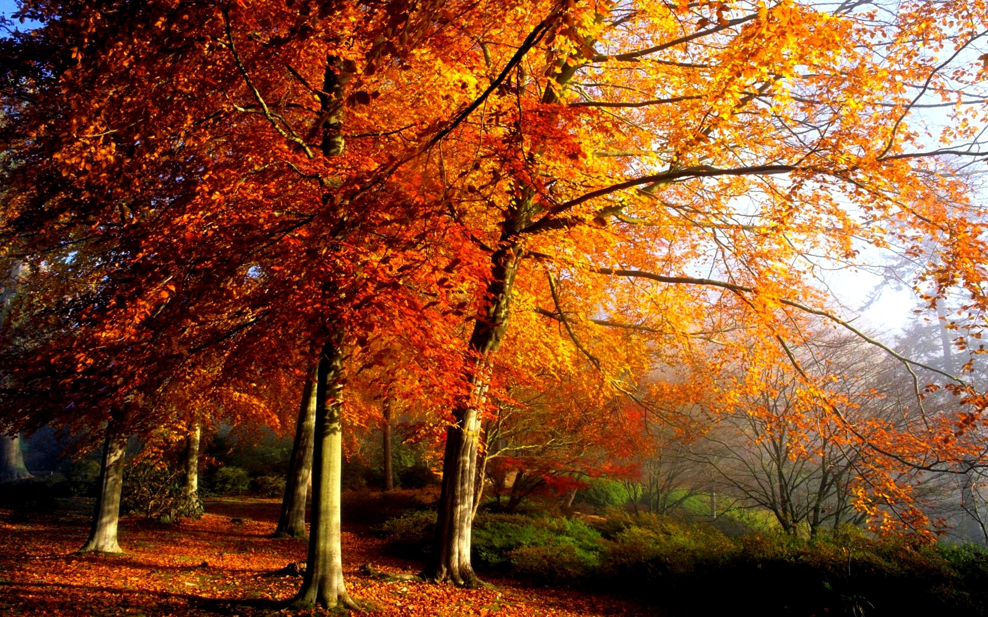 Autumn tree HD wallpapers, Nature's beauty, Wallpaper perfection, Tranquil scenes, 1920x1200 HD Desktop