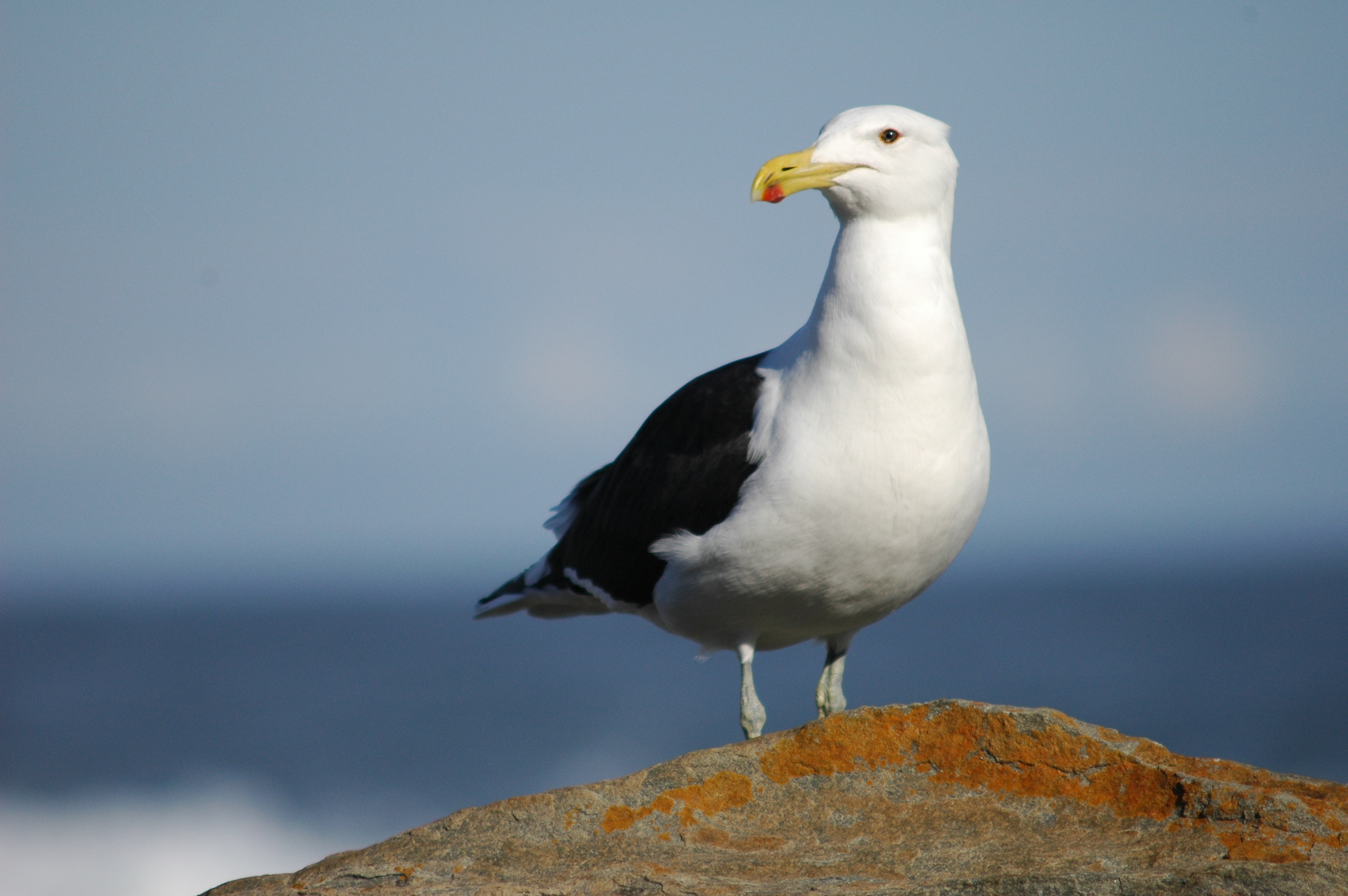 Seagull wallpapers, High-quality pictures, 4K visuals, Stunning backgrounds, 3010x2000 HD Desktop