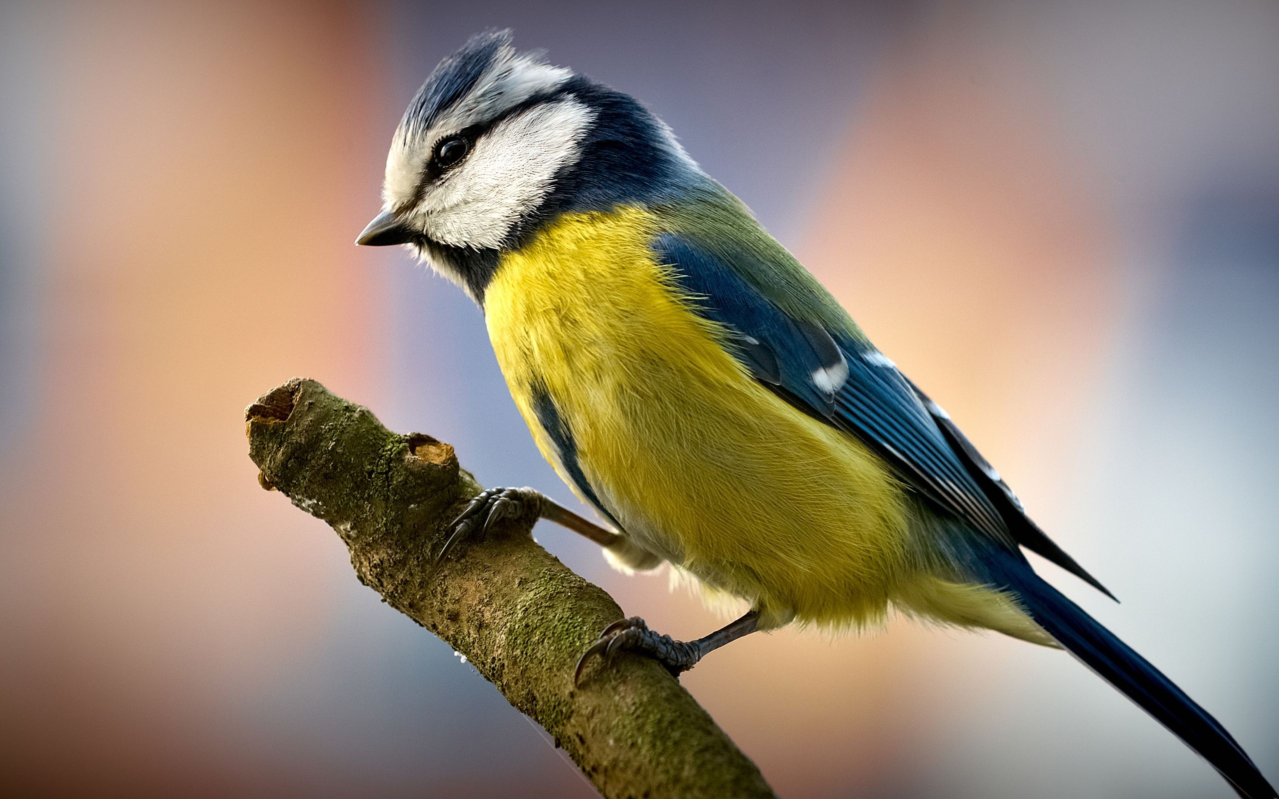 Yellow Birds, Sunny Disposition, Cheerful Plumage, Vibrant Feathers, 2560x1600 HD Desktop