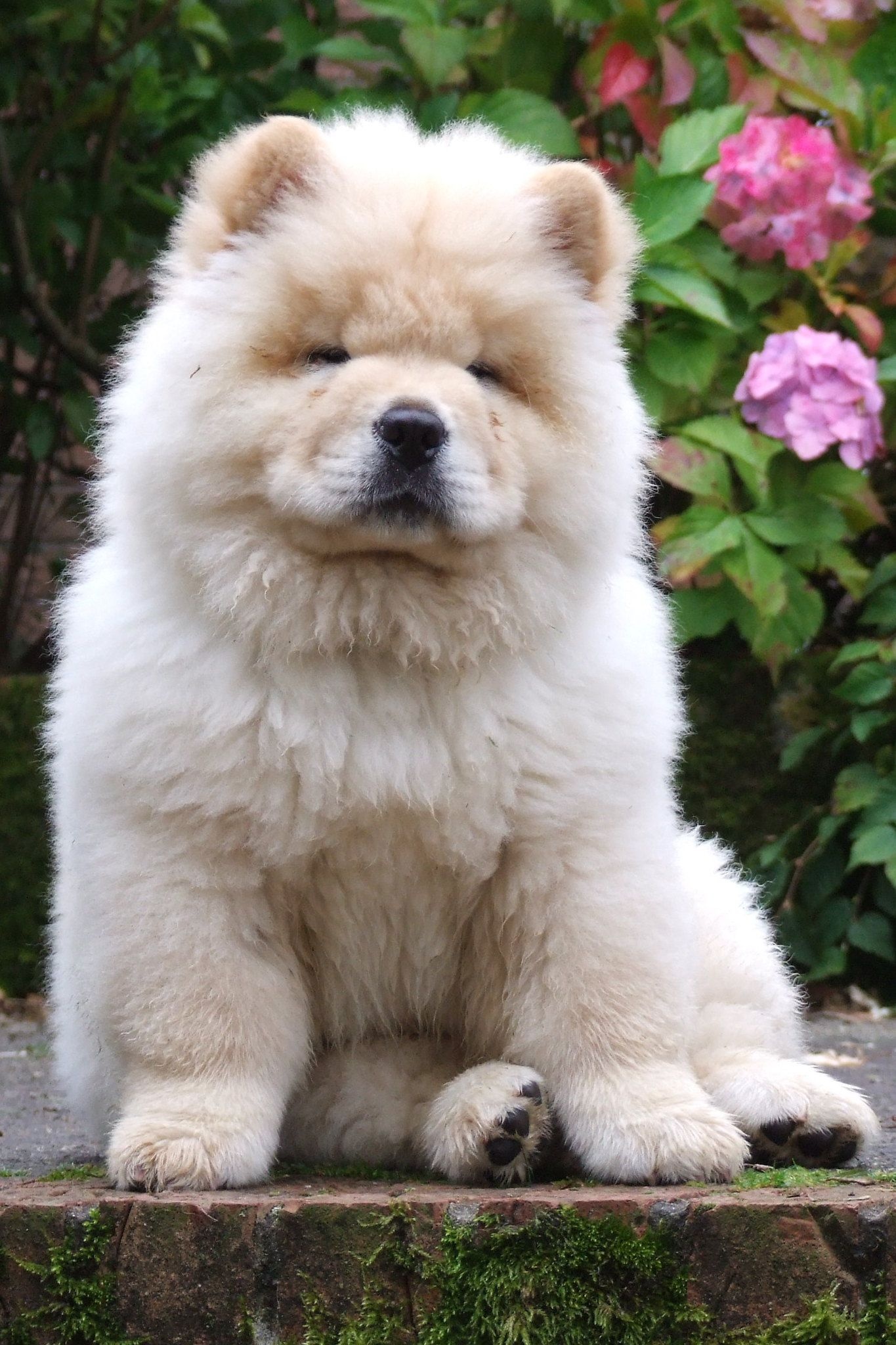 Chow Chow, Dogs, Puppy, Chow Chow, 1370x2050 HD Phone