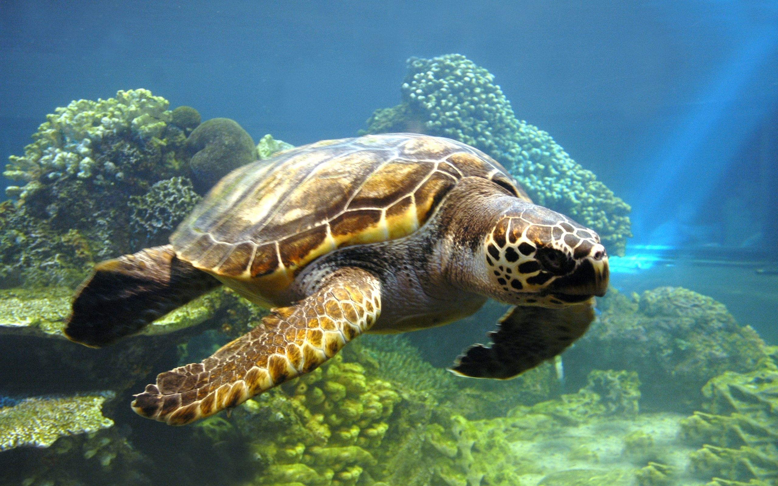 Turtle: Often killed accidentally as bycatch in fishing nets. 2560x1600 HD Wallpaper.