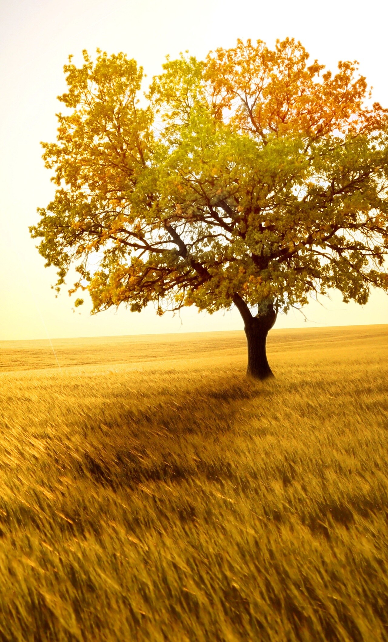 Yellow tree in field, Golden beauty, Vibrant contrast, Captivating landscape, 1280x2120 HD Phone