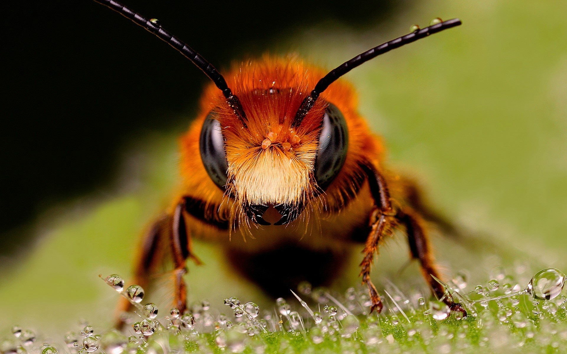 Bee: The antennae on the head, A sensory power house. 1920x1200 HD Background.
