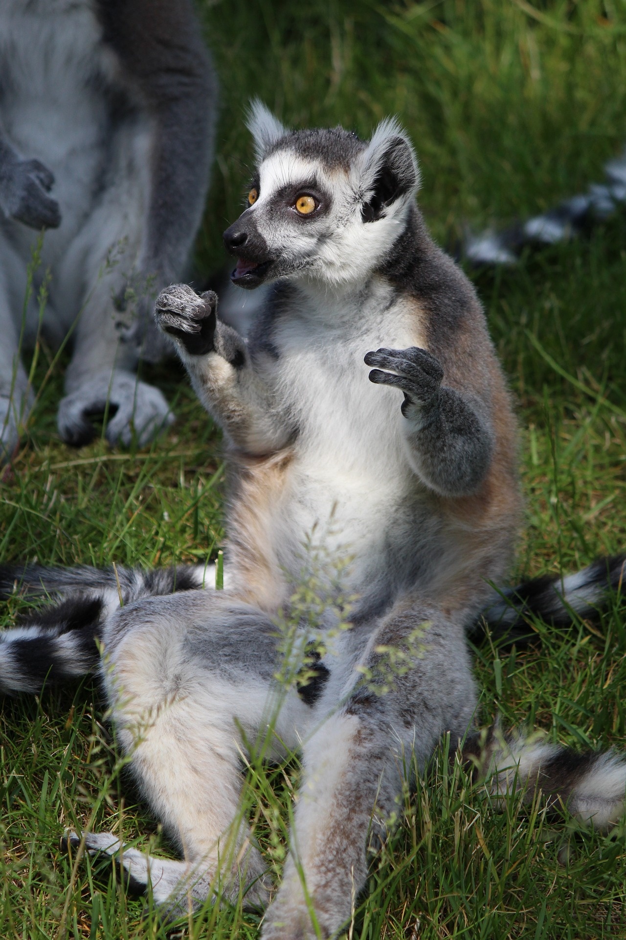 Ring Tailed Lemur, Animals, Ring tailed lemur, Jungle animal, 1280x1920 HD Handy
