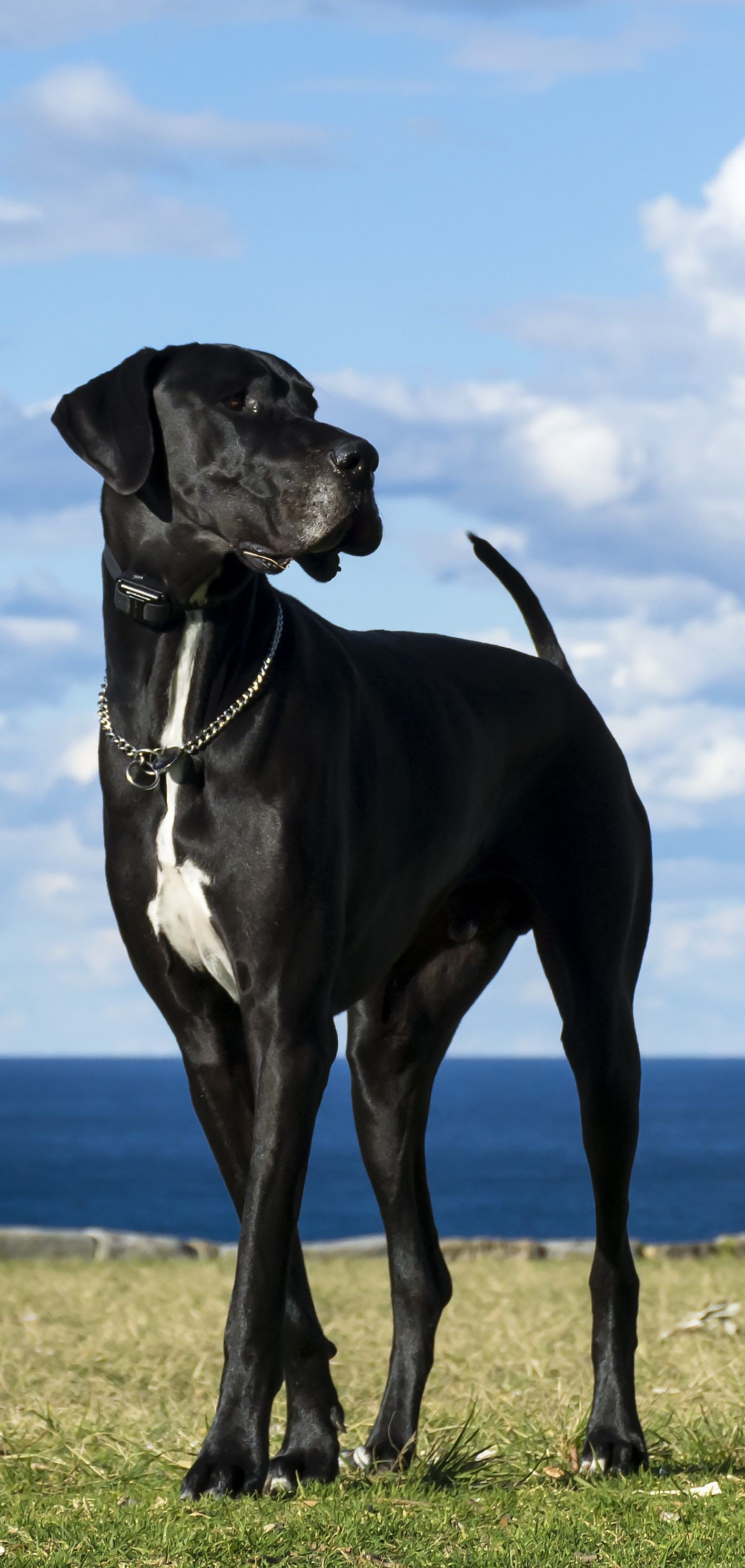Great Dane: The Apollo of dogs, A giant breed of German origin, Moderately playful and good with children. 1420x2980 HD Wallpaper.