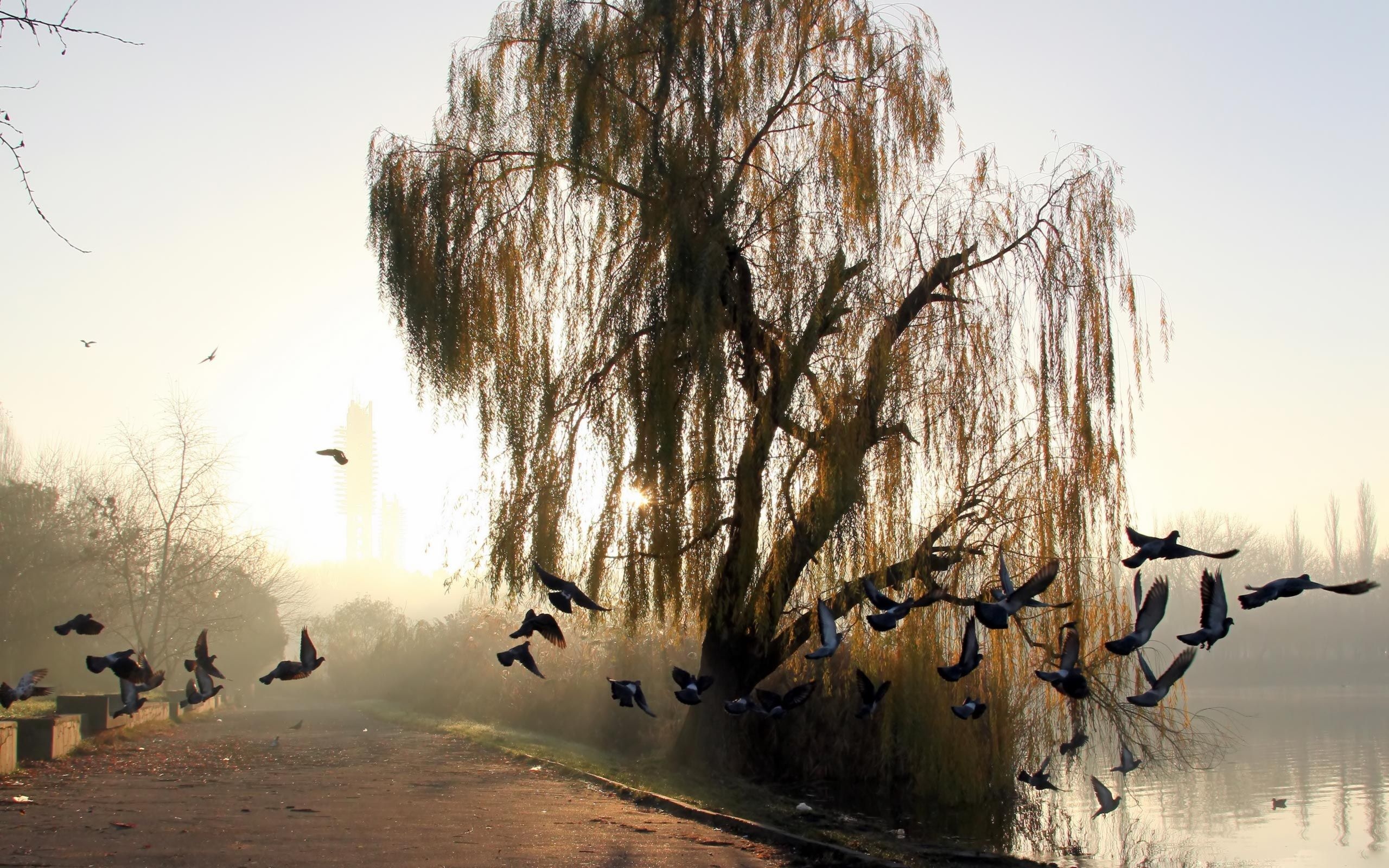 Weeping willow by the pond, Nature's tranquility, Serene beauty, Captivating atmosphere, 2560x1600 HD Desktop