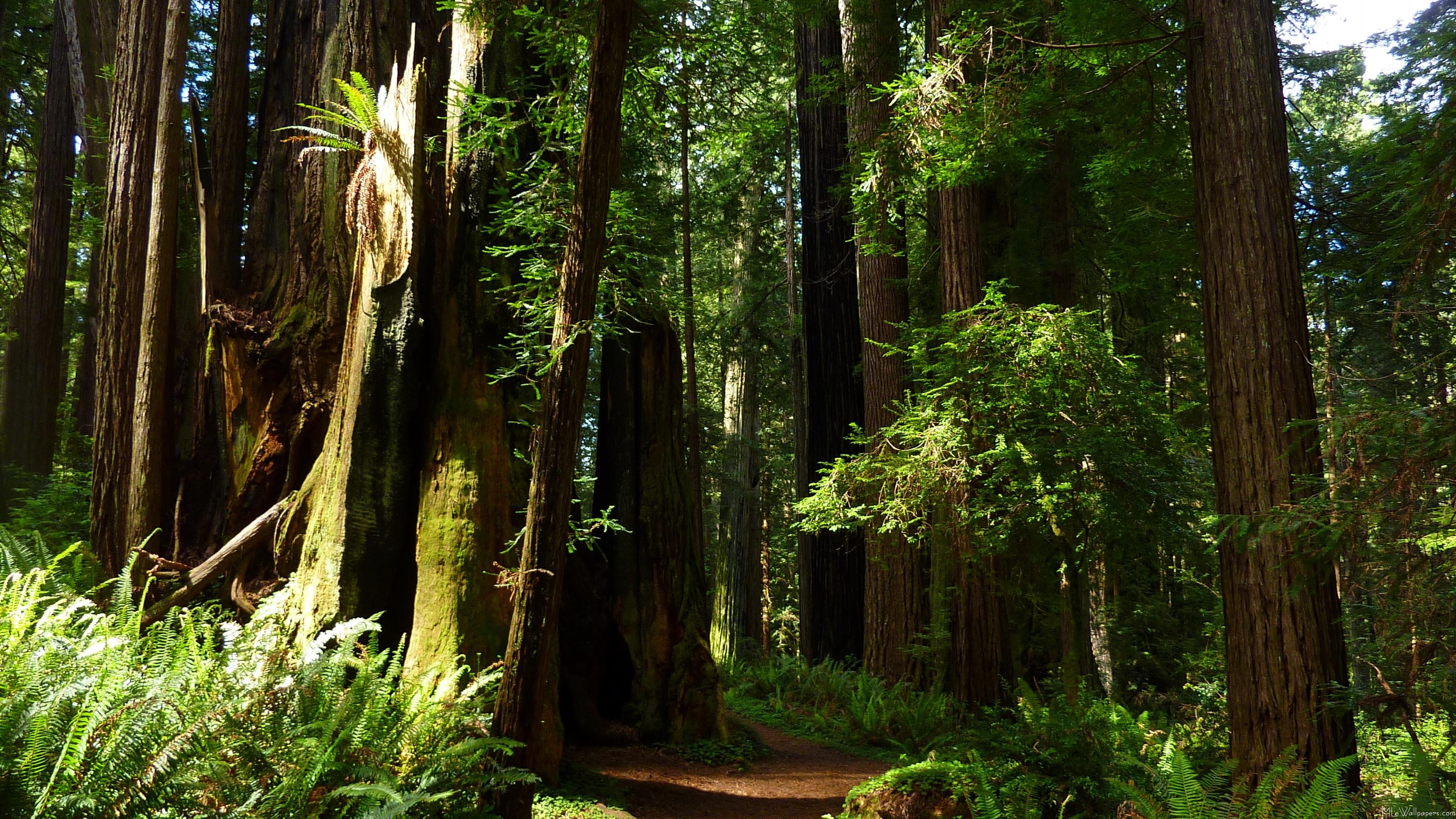 Redwoods and ferns, Nature's harmony, Serene forest, Peaceful coexistence, 3650x2050 HD Desktop