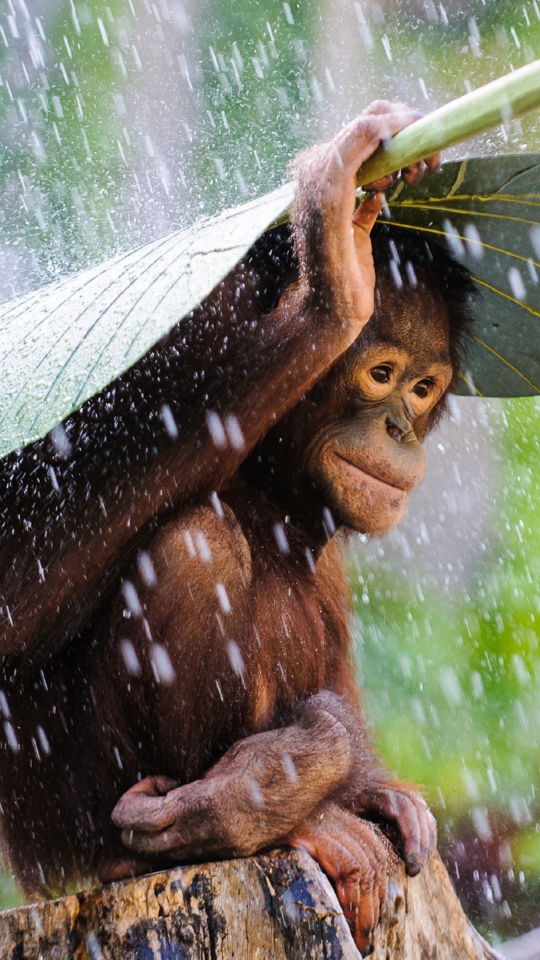 Orangutan, Nature's marvel, Primate world, Animal fascination, 1080x1920 Full HD Phone