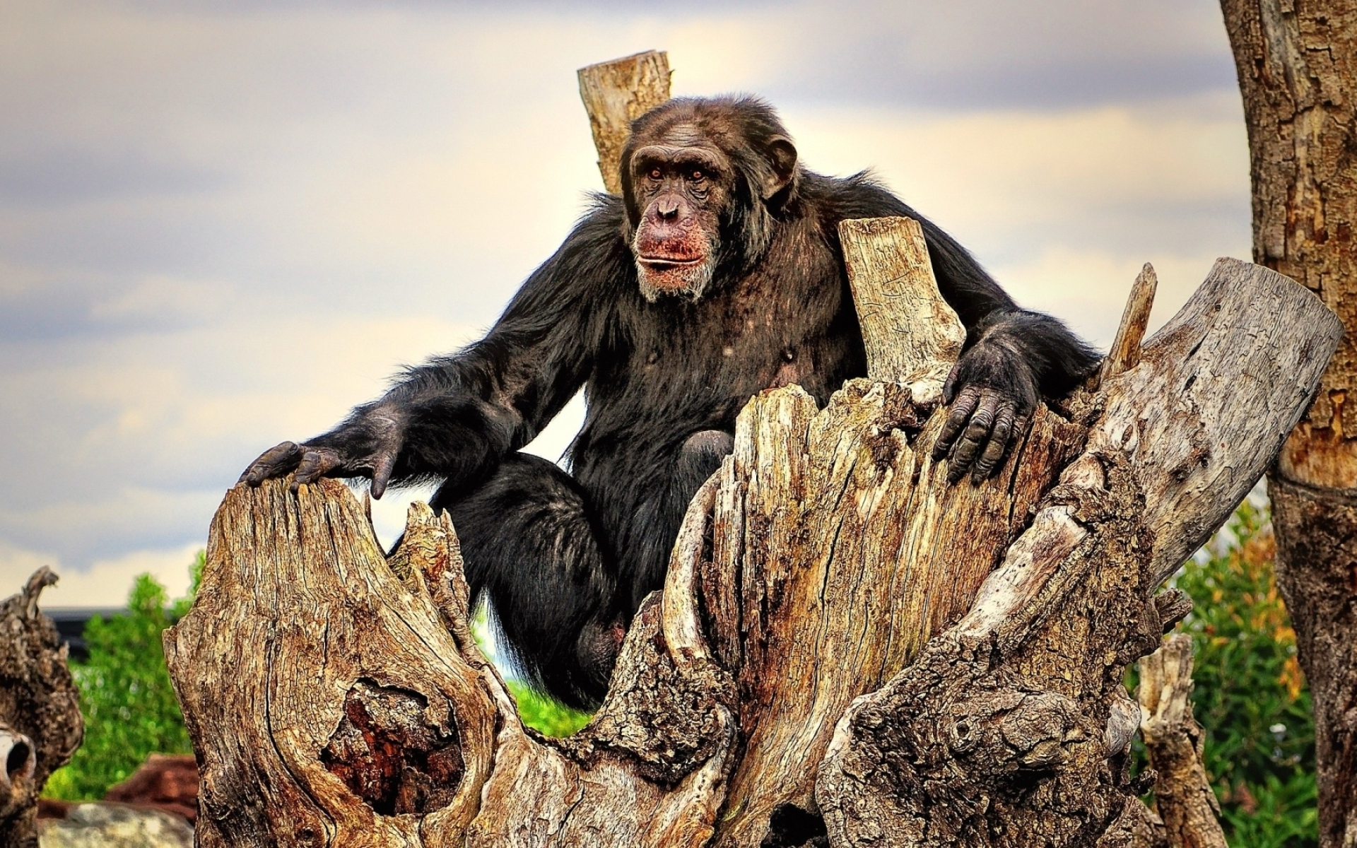 Chimpanzee in nature, Animal wallpaper, 1920x1200 HD Desktop