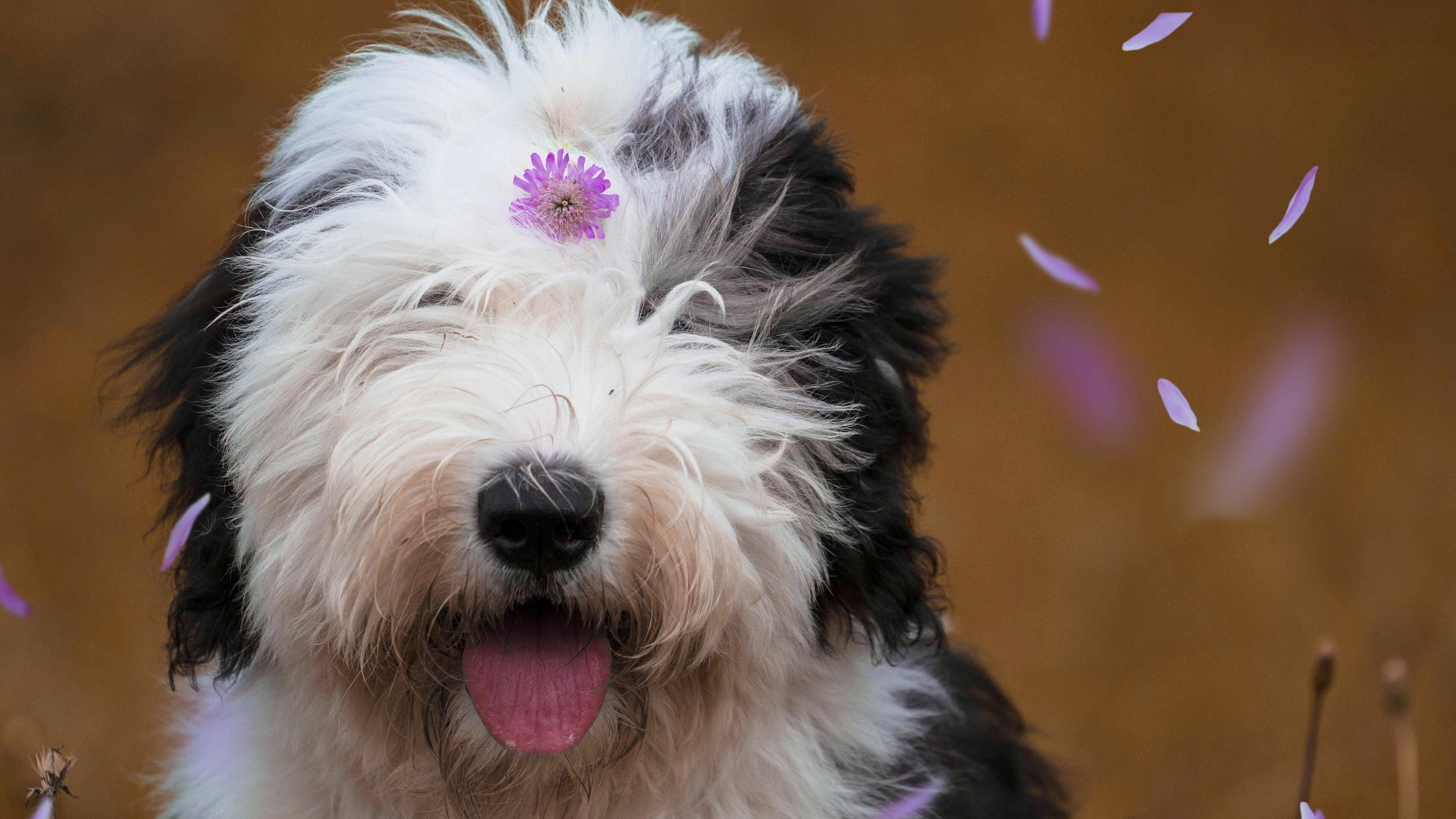 Dog: Old English Sheepdog, A large breed, emerged in England. 3840x2160 4K Wallpaper.