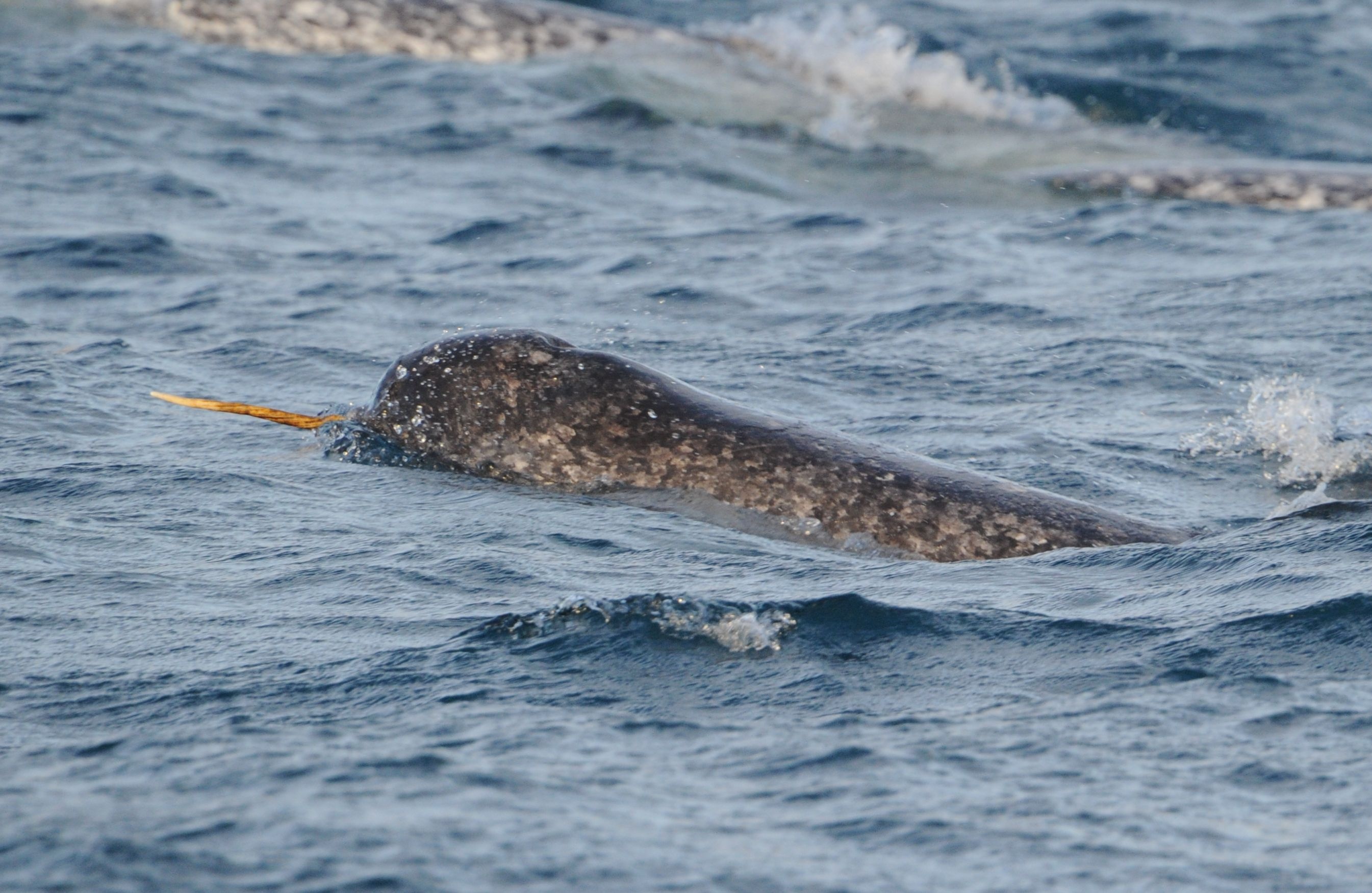 Narwhal, First sighting for research, 2690x1750 HD Desktop
