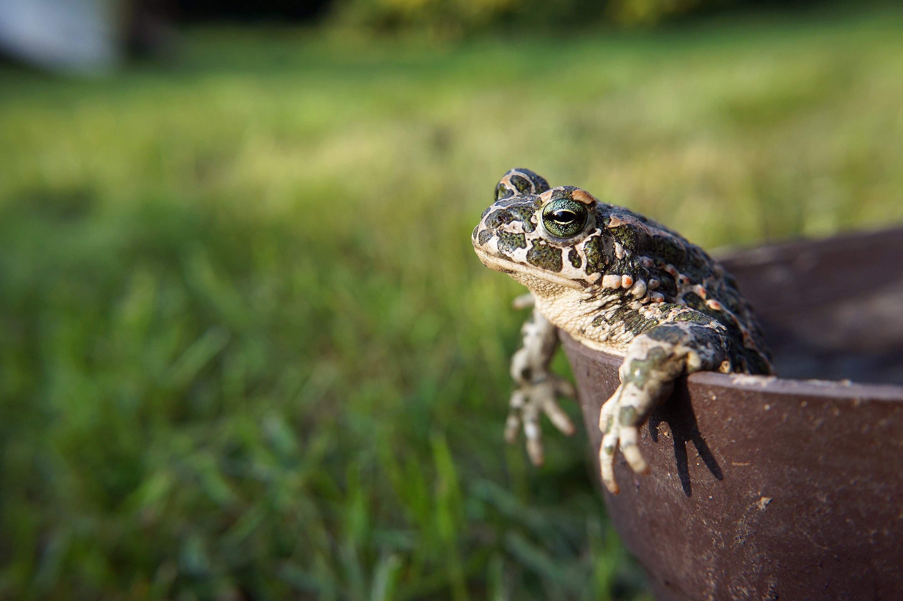 Small frog, Toad's cousin, Free image download, Nature's little wonders, 2890x1920 HD Desktop