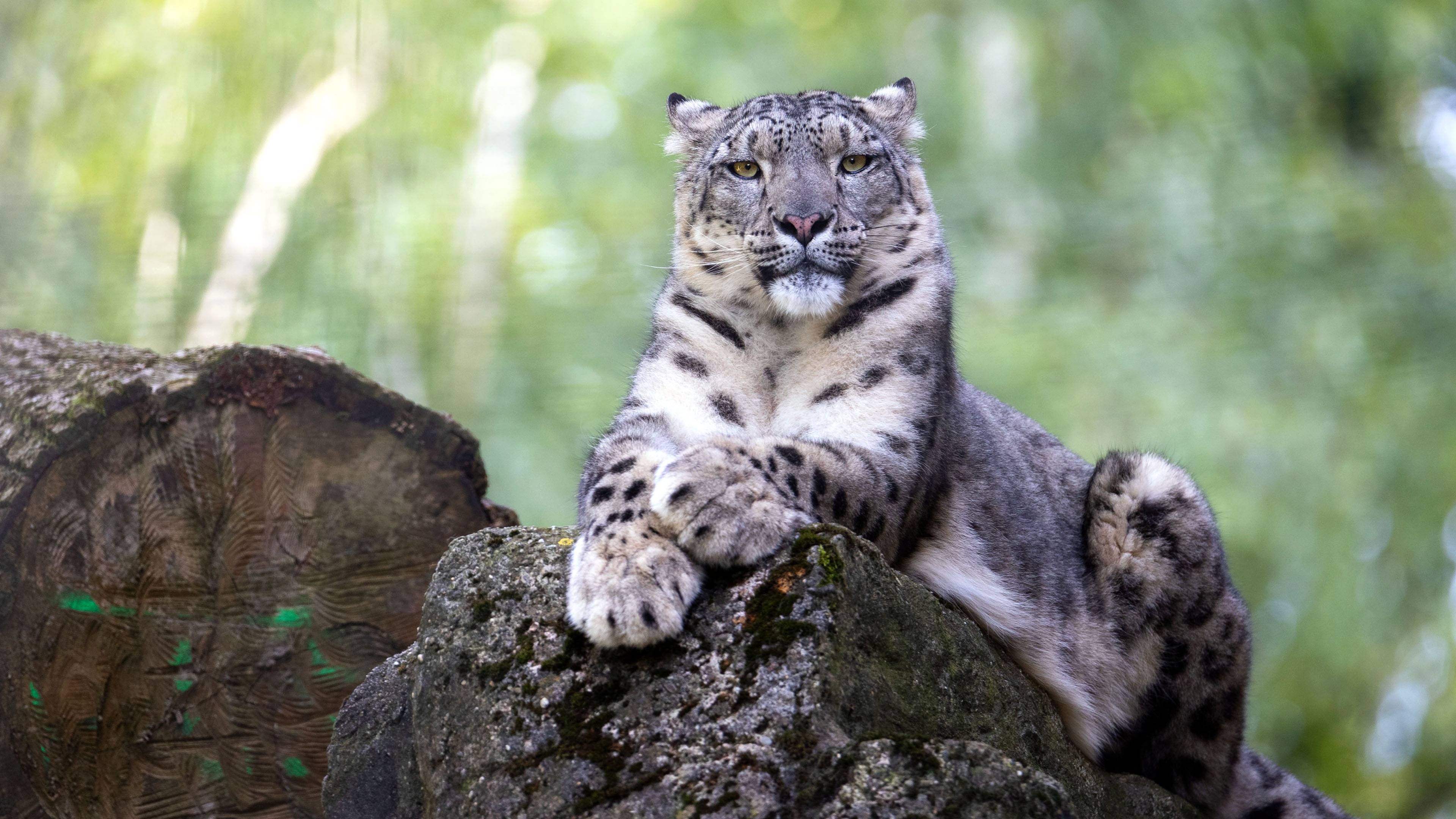 4k snow leopard wallpapers, Background images, Snow leopard, 3840x2160 4K Desktop