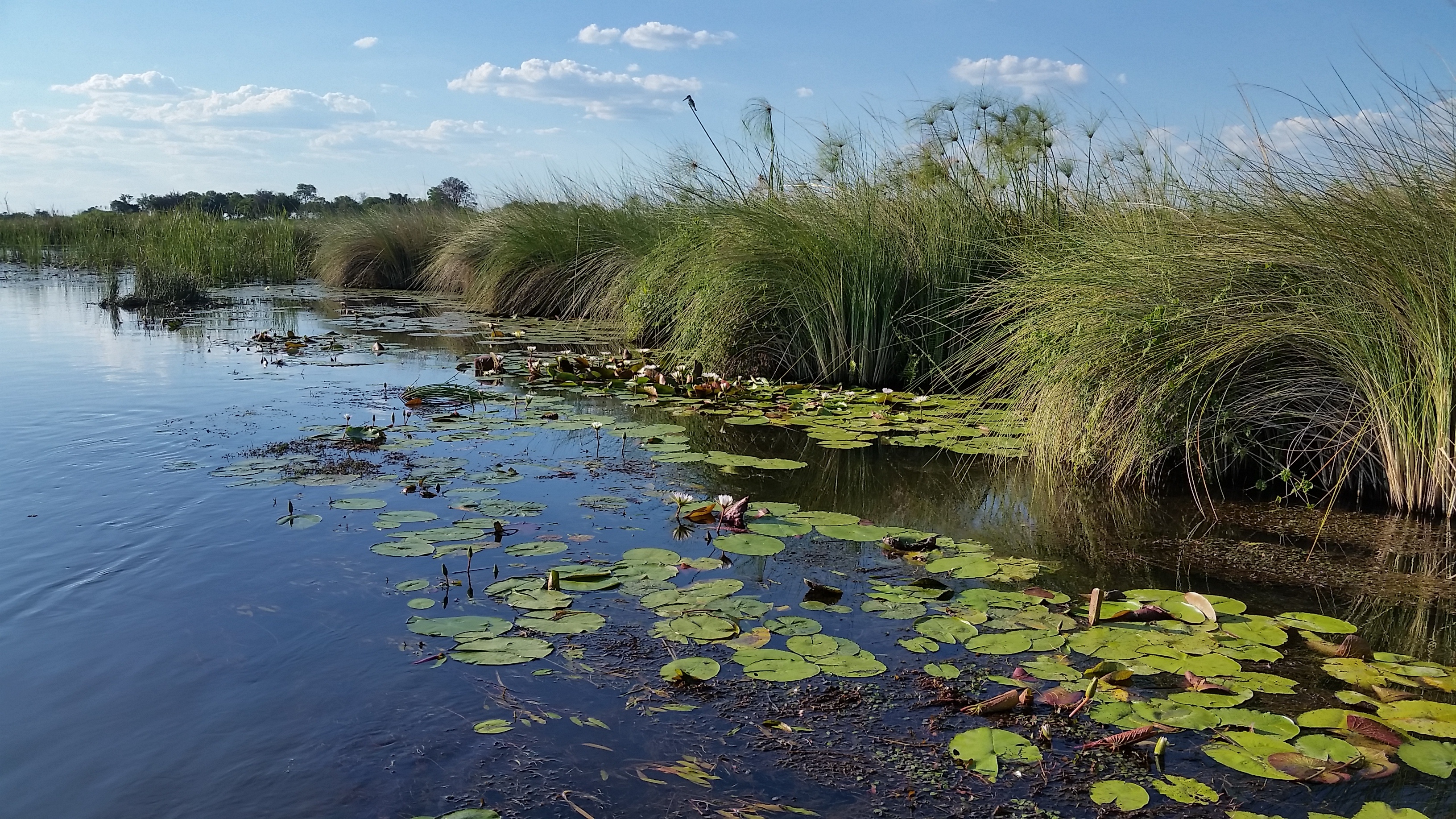Okavango Delta, Safari reviews, Memorable tours, Nature's beauty, 3270x1840 HD Desktop