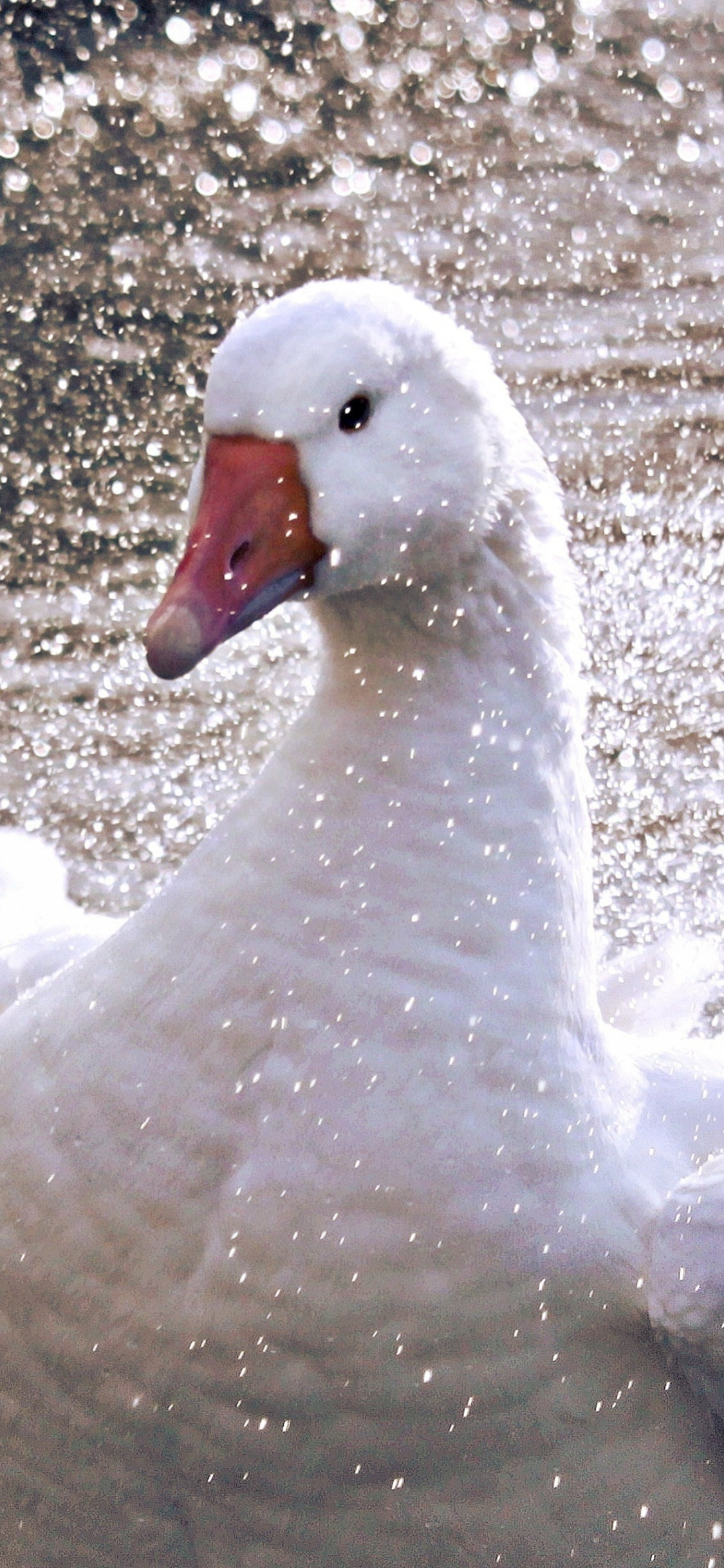 White Goose, Duck bird, iPhone X wallpaper, HD image, 1130x2440 HD Phone