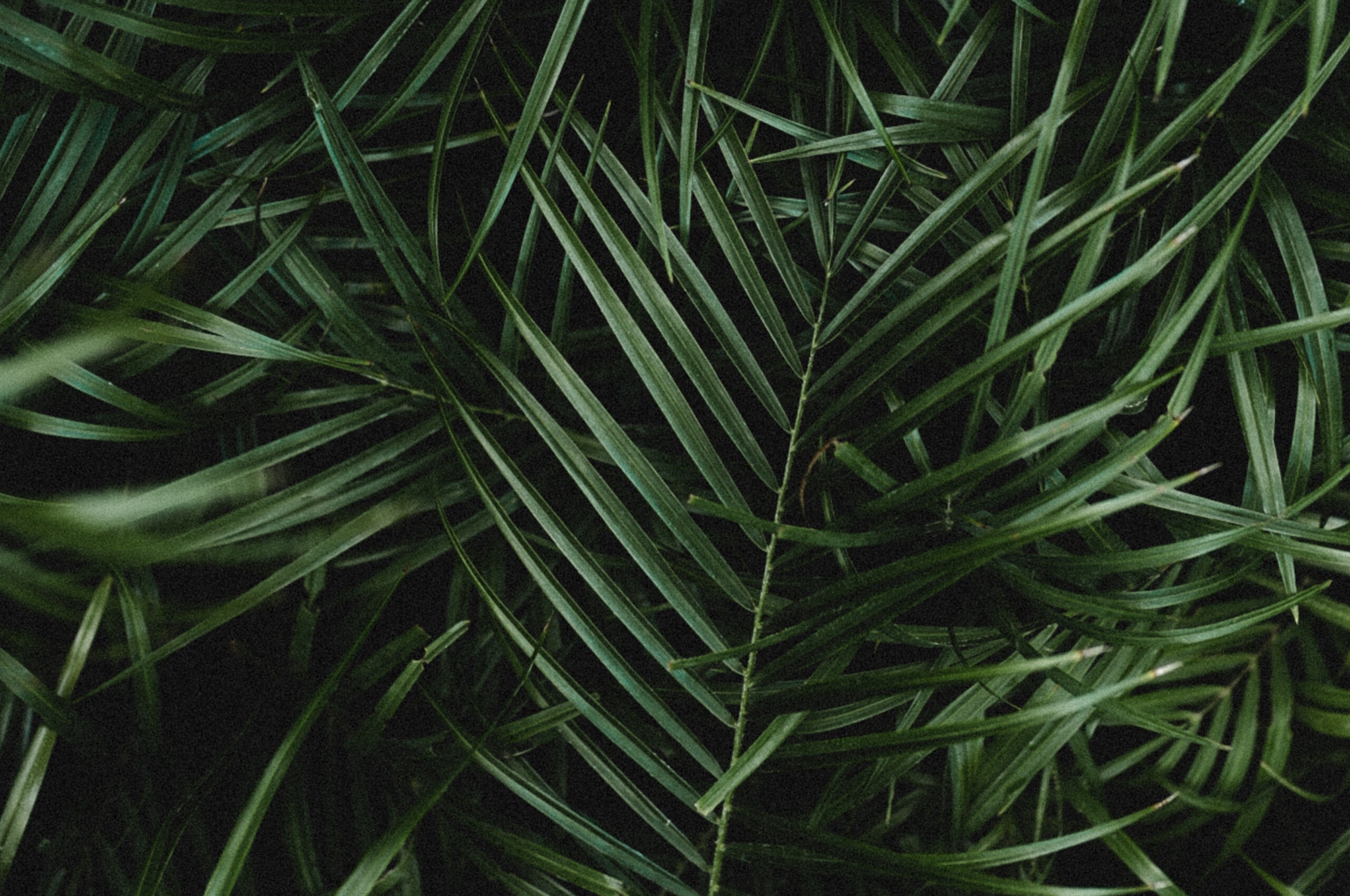 Leaves: Beautiful tropical foliage, Feather-like leaves. 2560x1700 HD Background.