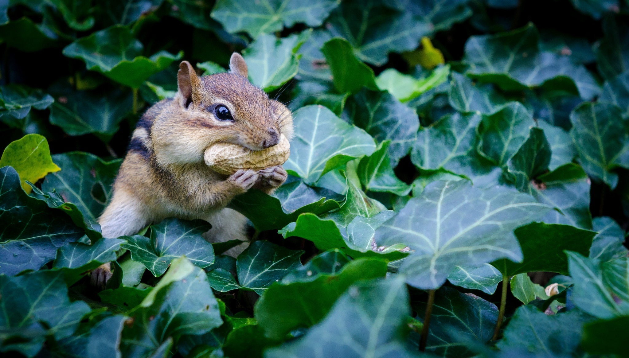 Chipmunk: Small, striped rodents of the family Sciuridae or the squirrel family. 2050x1170 HD Background.