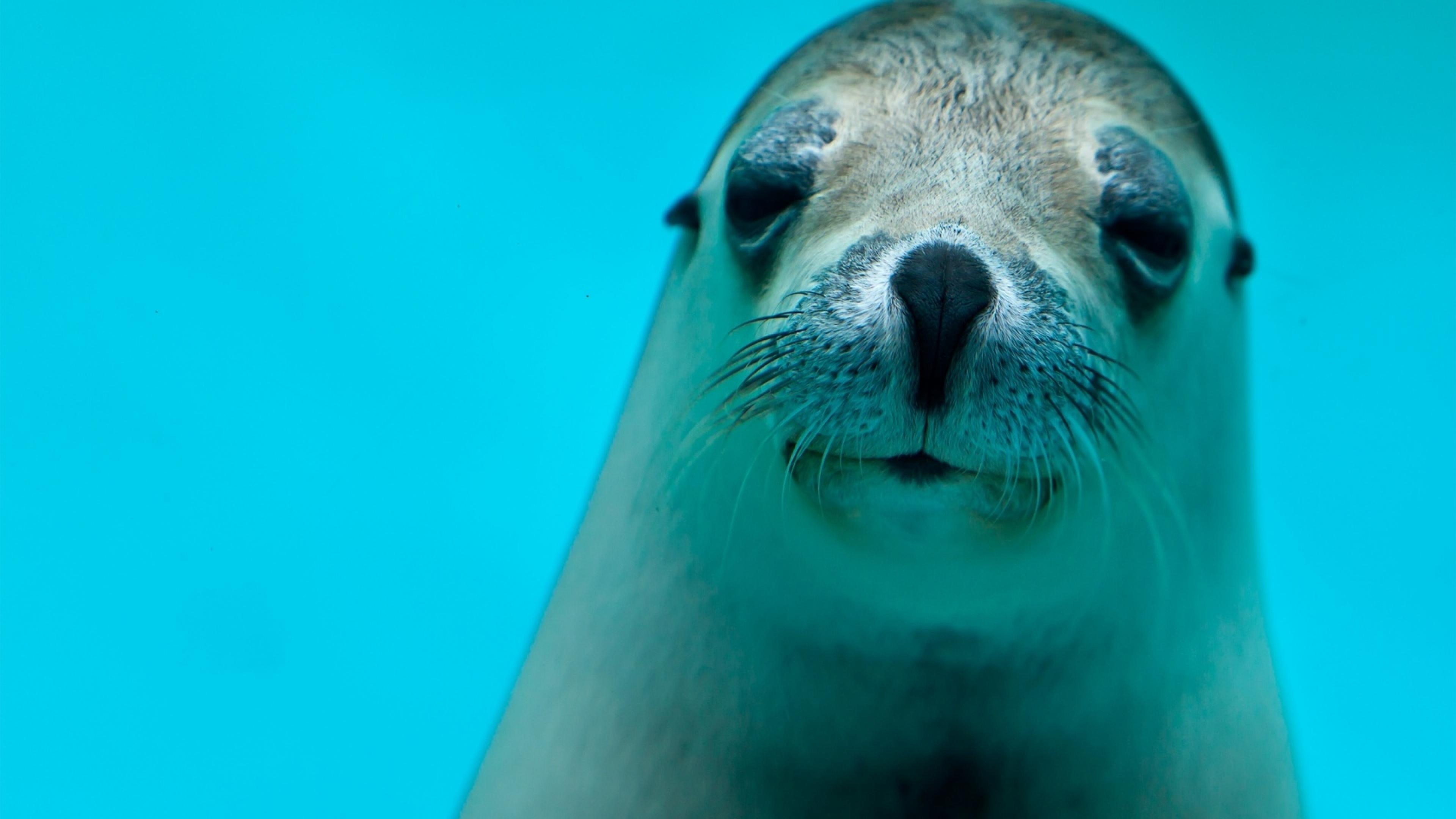 Blue water seal, Ultra HD wallpaper, Tranquil scene, Exquisite marine life, 3840x2160 4K Desktop