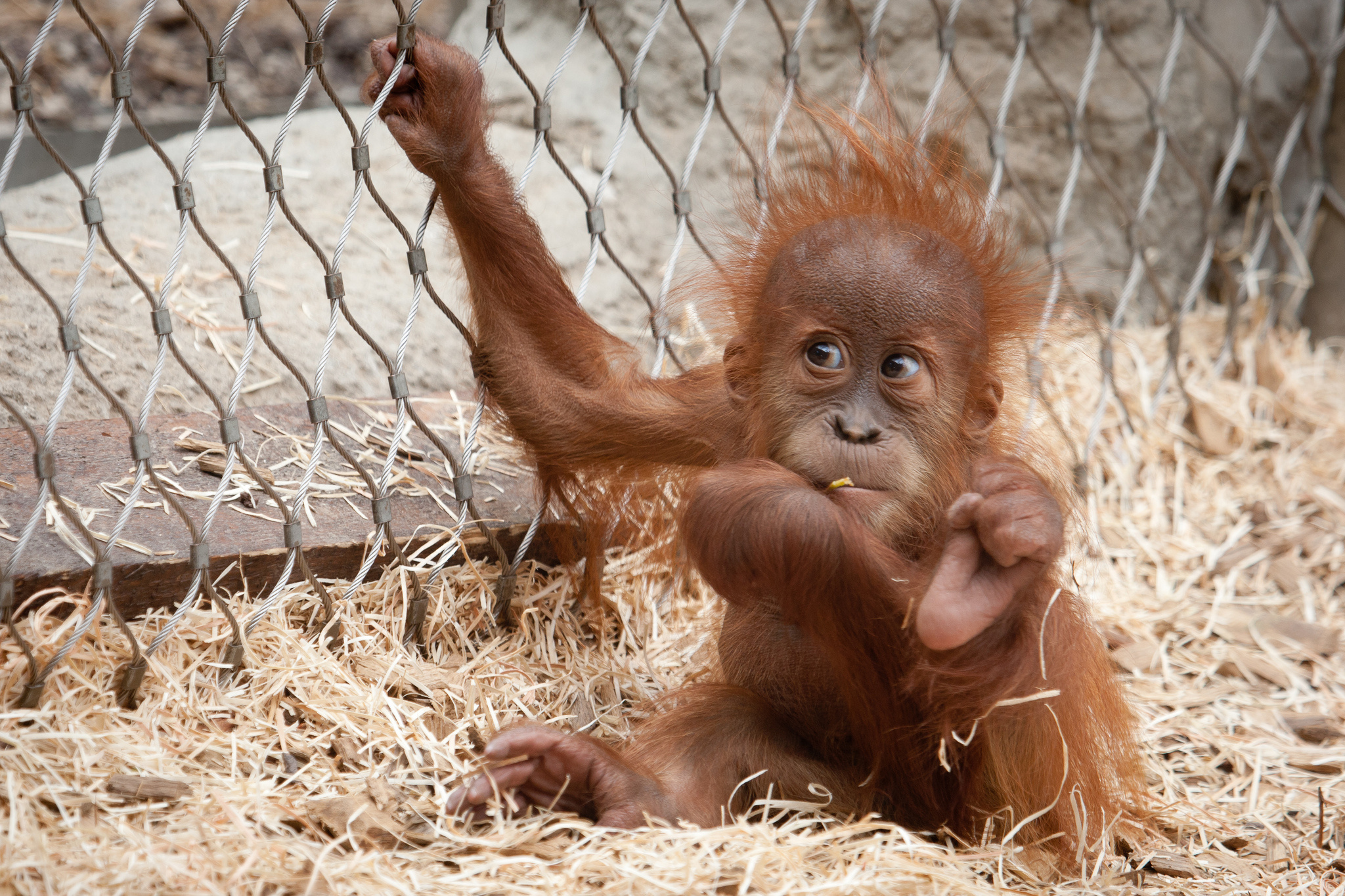 Orangutan, Jungle explorer, Tree-dwelling, Natural habitat, 2050x1370 HD Desktop
