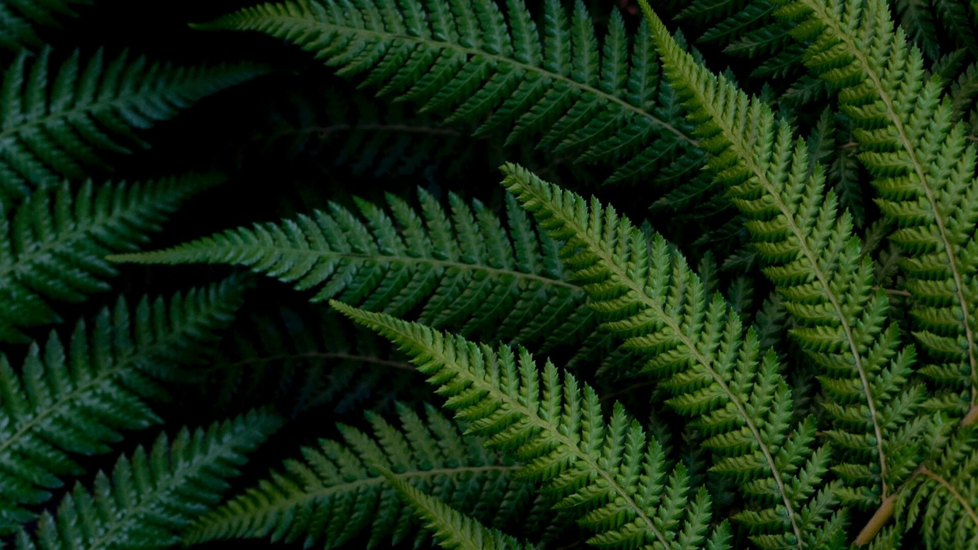 Leaves: Fern branches, Organic, Terrestrial plant. 1920x1080 Full HD Background.