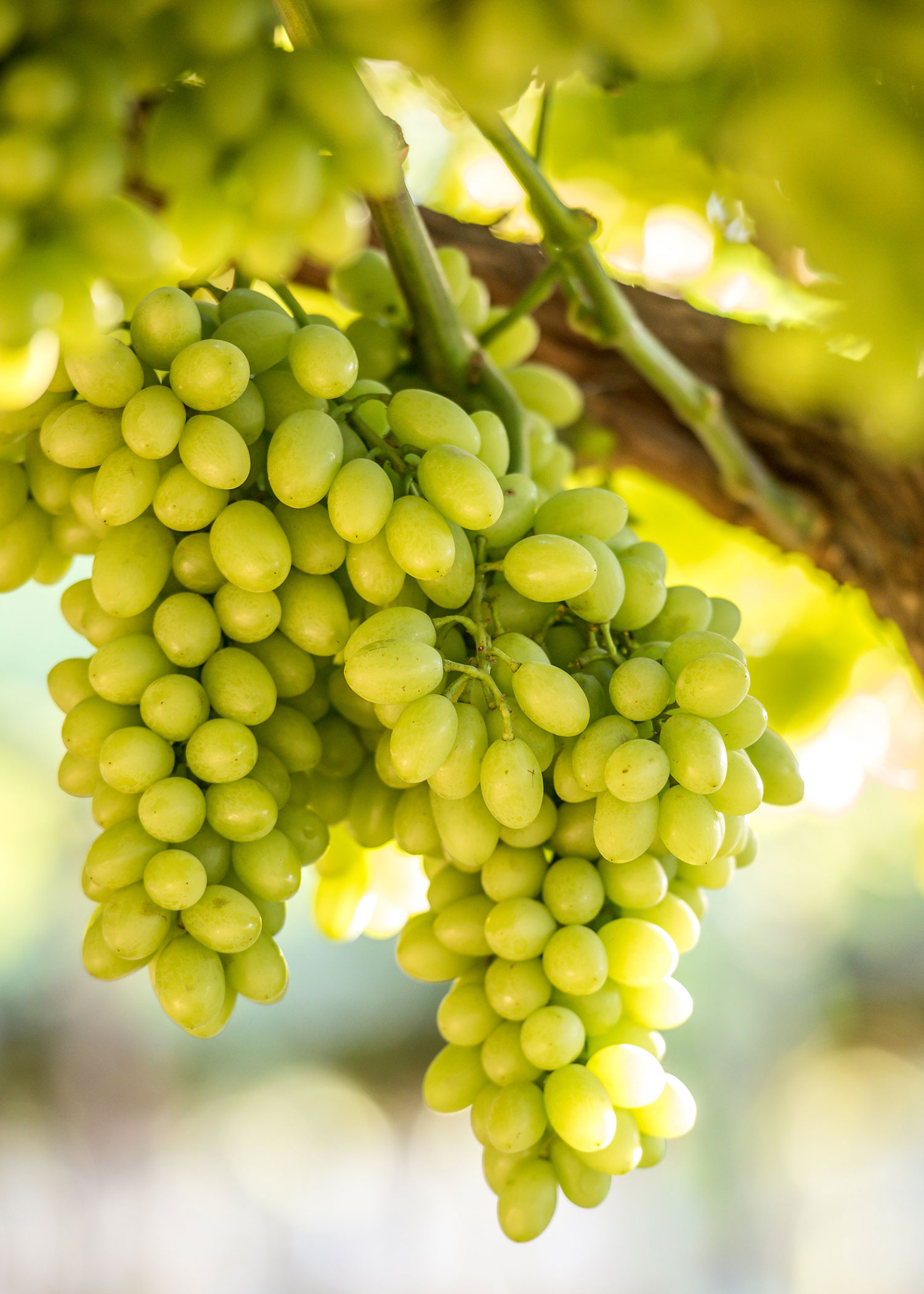 Grapes: Often used to make a wide variety of food products such as jelly, juice, jam, and seed oil. 1500x2100 HD Background.