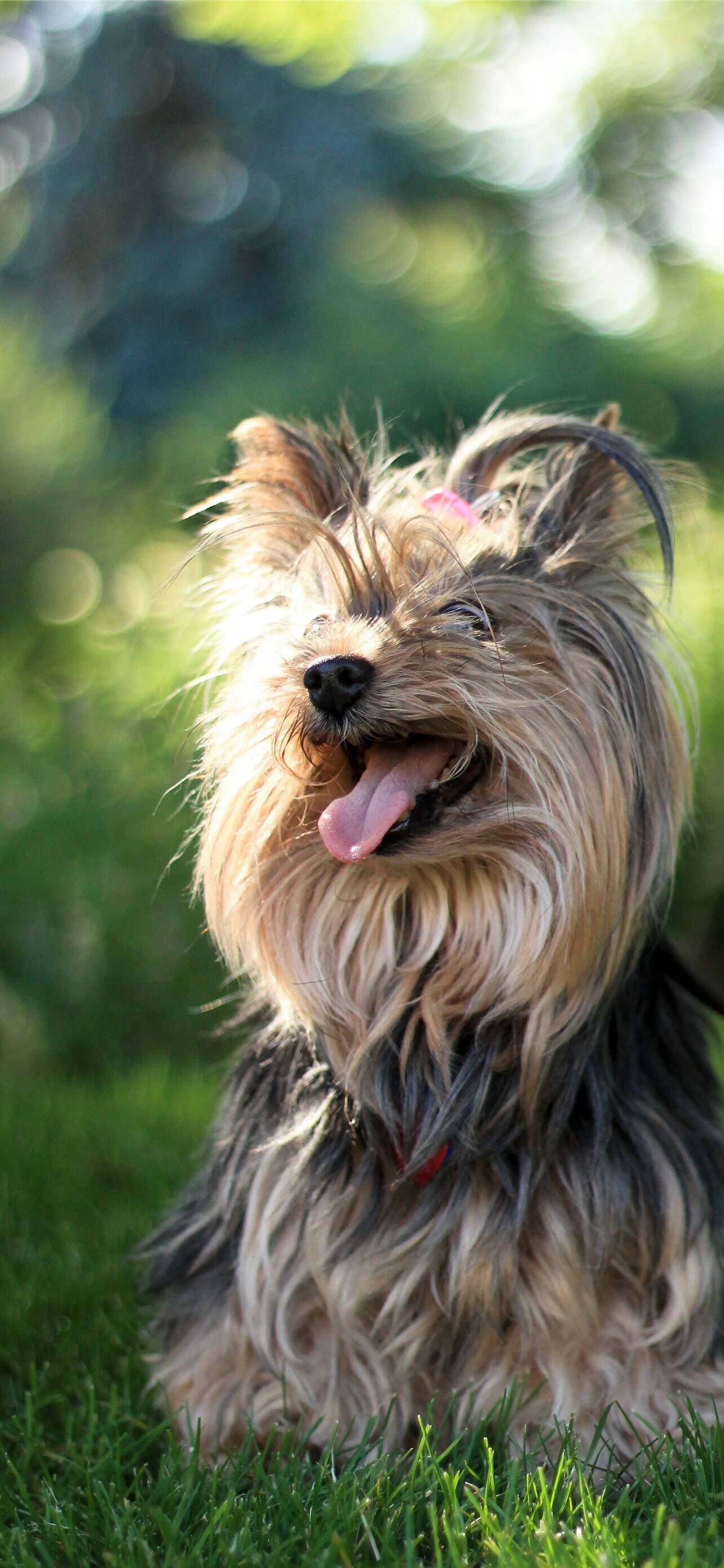 Yorkshire Terrier: Animal, The breed does tend to bark a lot, Companion dog. 1290x2780 HD Background.