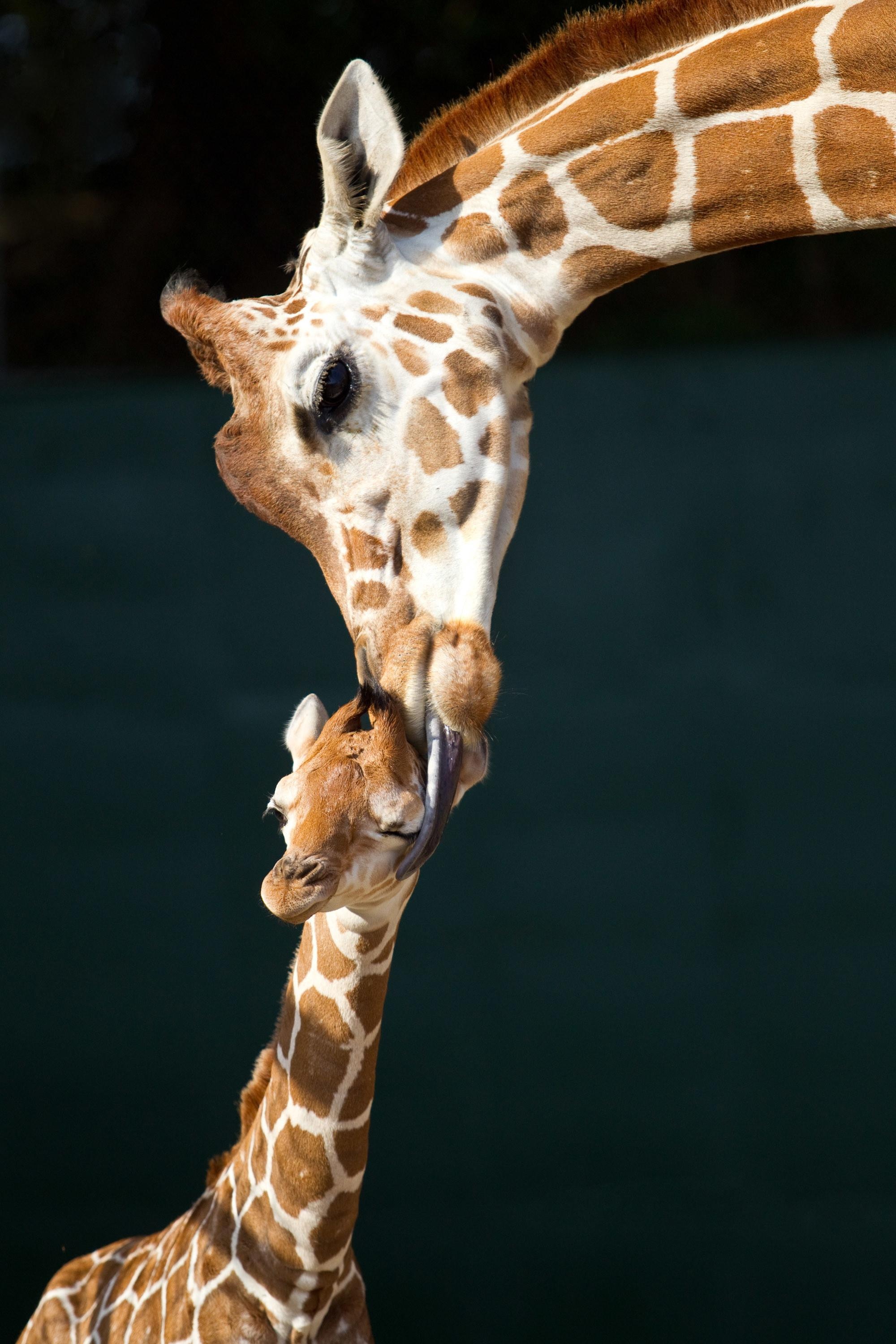 Giraffe: Giraffidae, One of the most recognizable animals in the world. 2000x3000 HD Wallpaper.