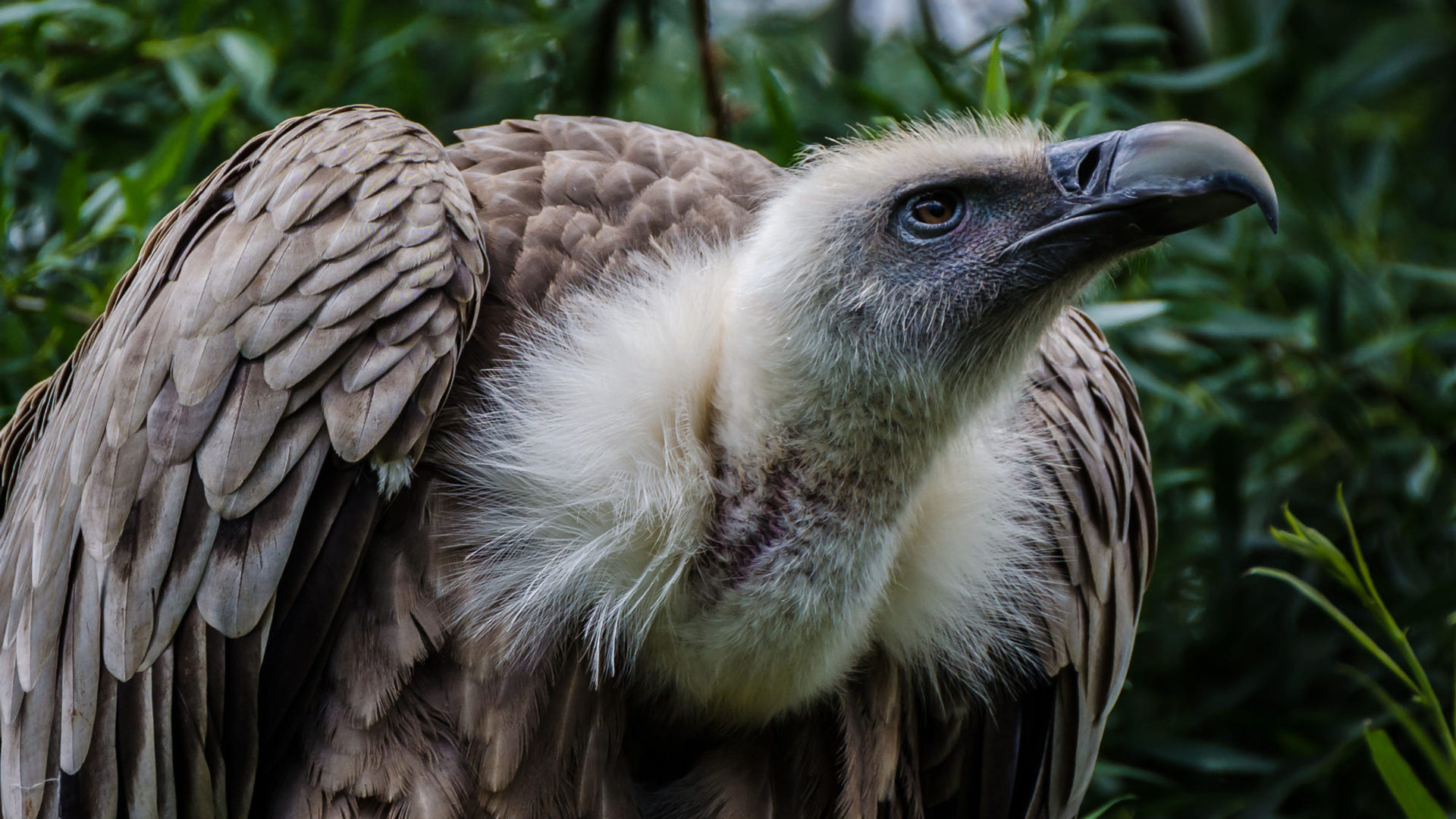 Griffon (Bird): The Cape vulture, Kolbe's vulture is endemic to southern Africa, and lives mainly in South Africa, Lesotho, Botswana. 1920x1080 Full HD Background.